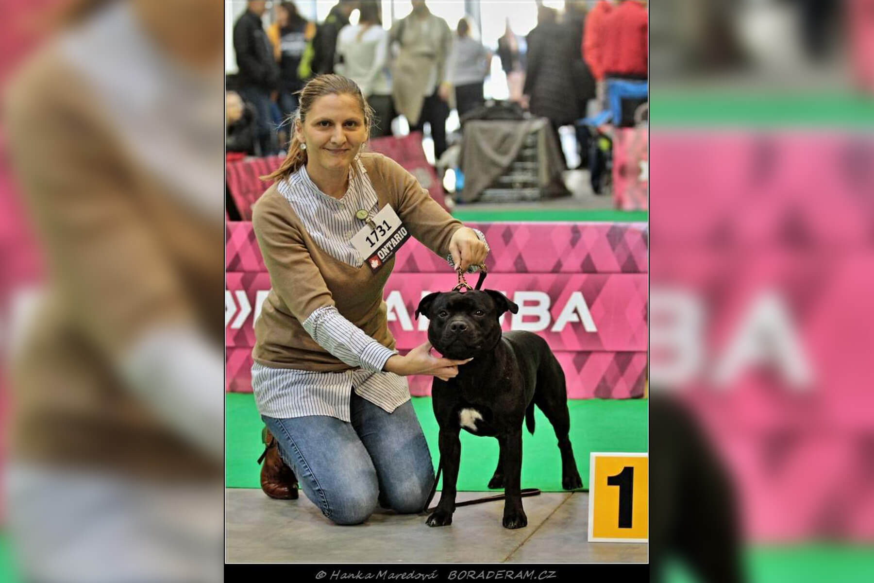 Shrnutí výstavní sezóny Domidar Dogs 2019