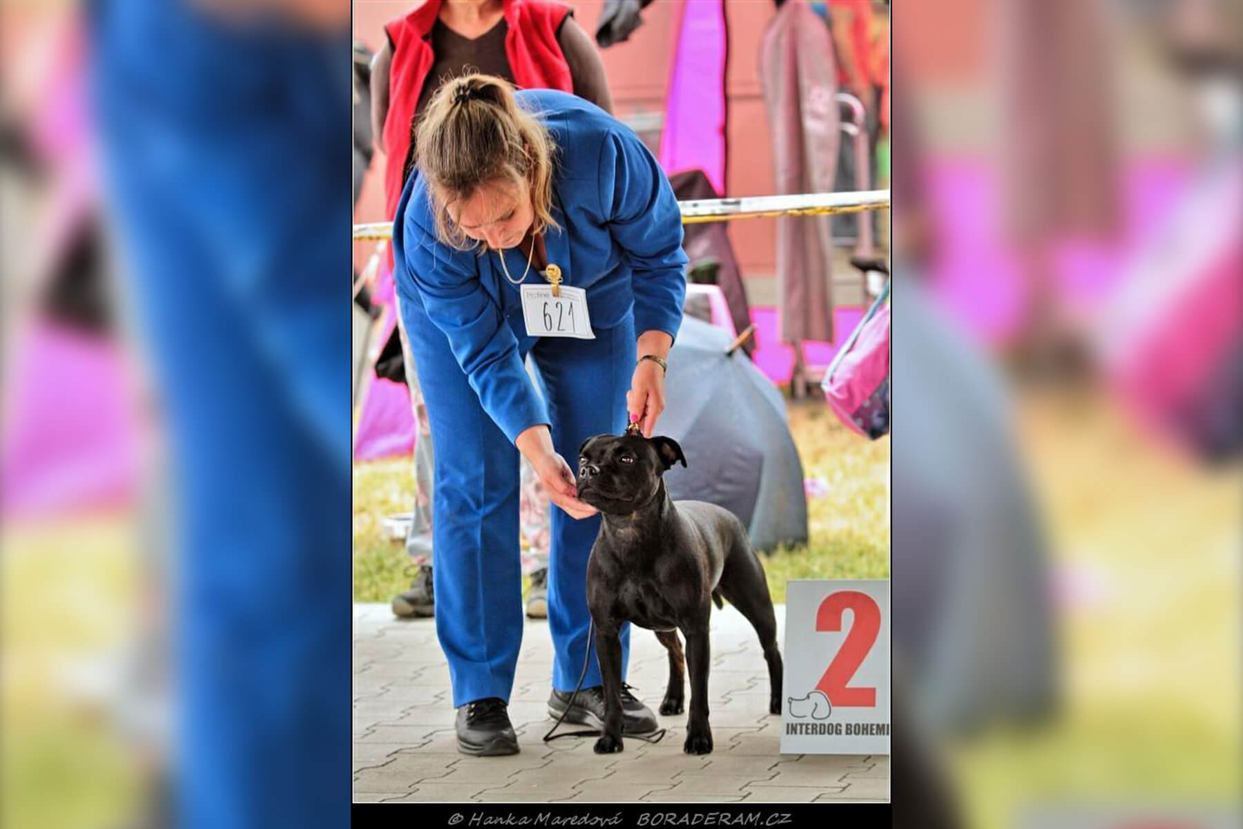 Shrnutí výstavní sezóny Domidar Dogs 2019