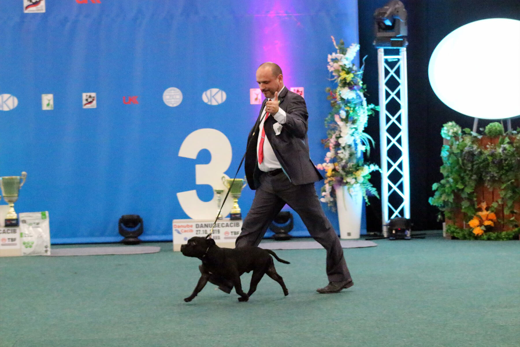 Shrnutí výstavní sezóny Domidar Dogs 2019