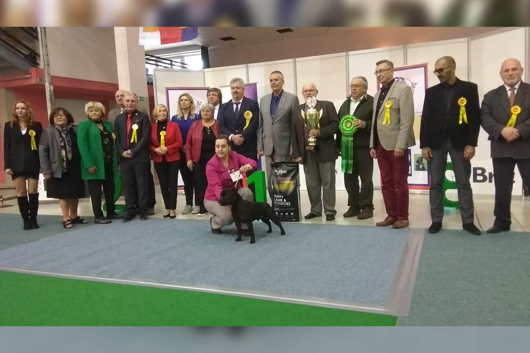Shrnutí výstavní sezóny Domidar Dogs 2019