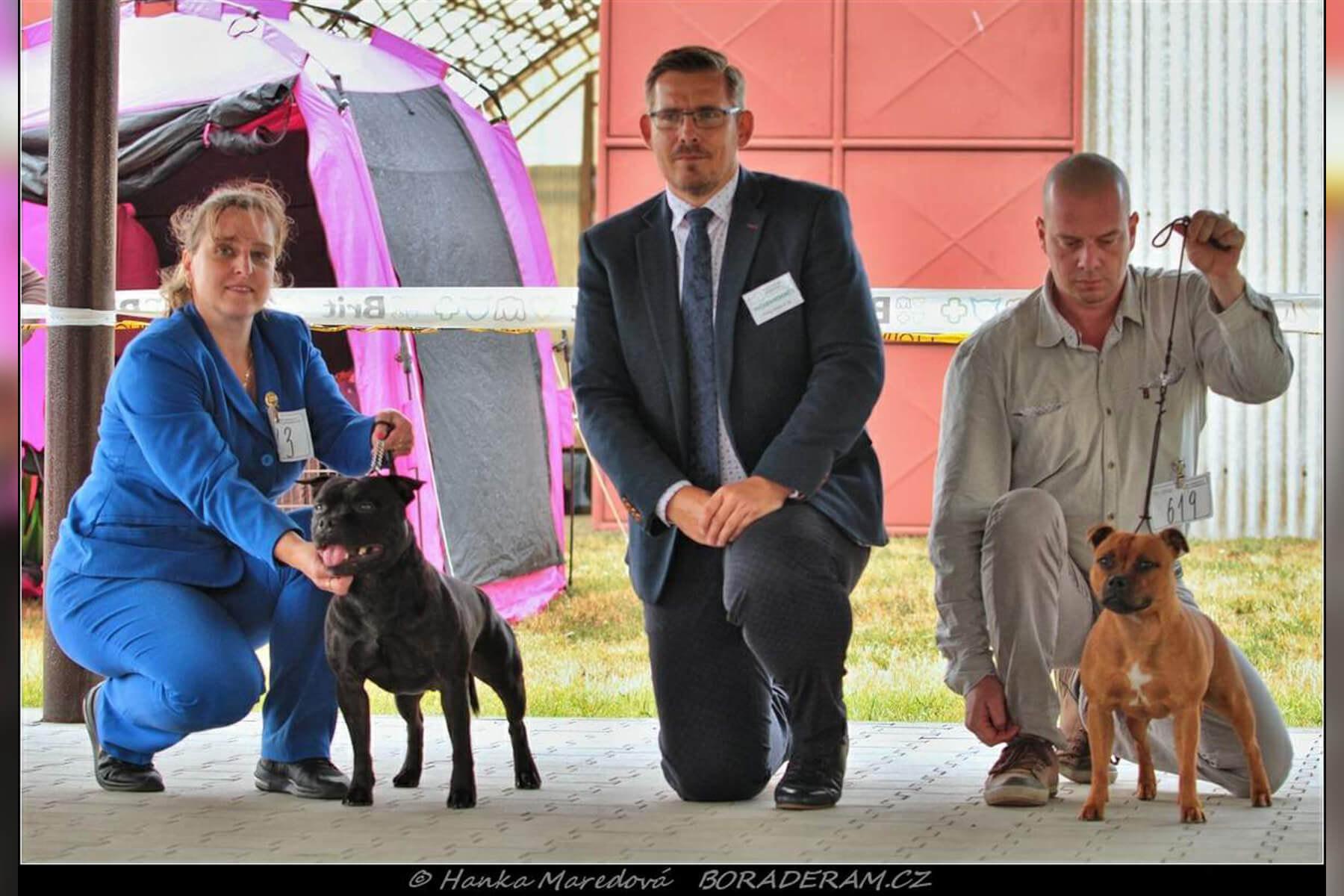 Shrnutí výstavní sezóny Domidar Dogs 2019