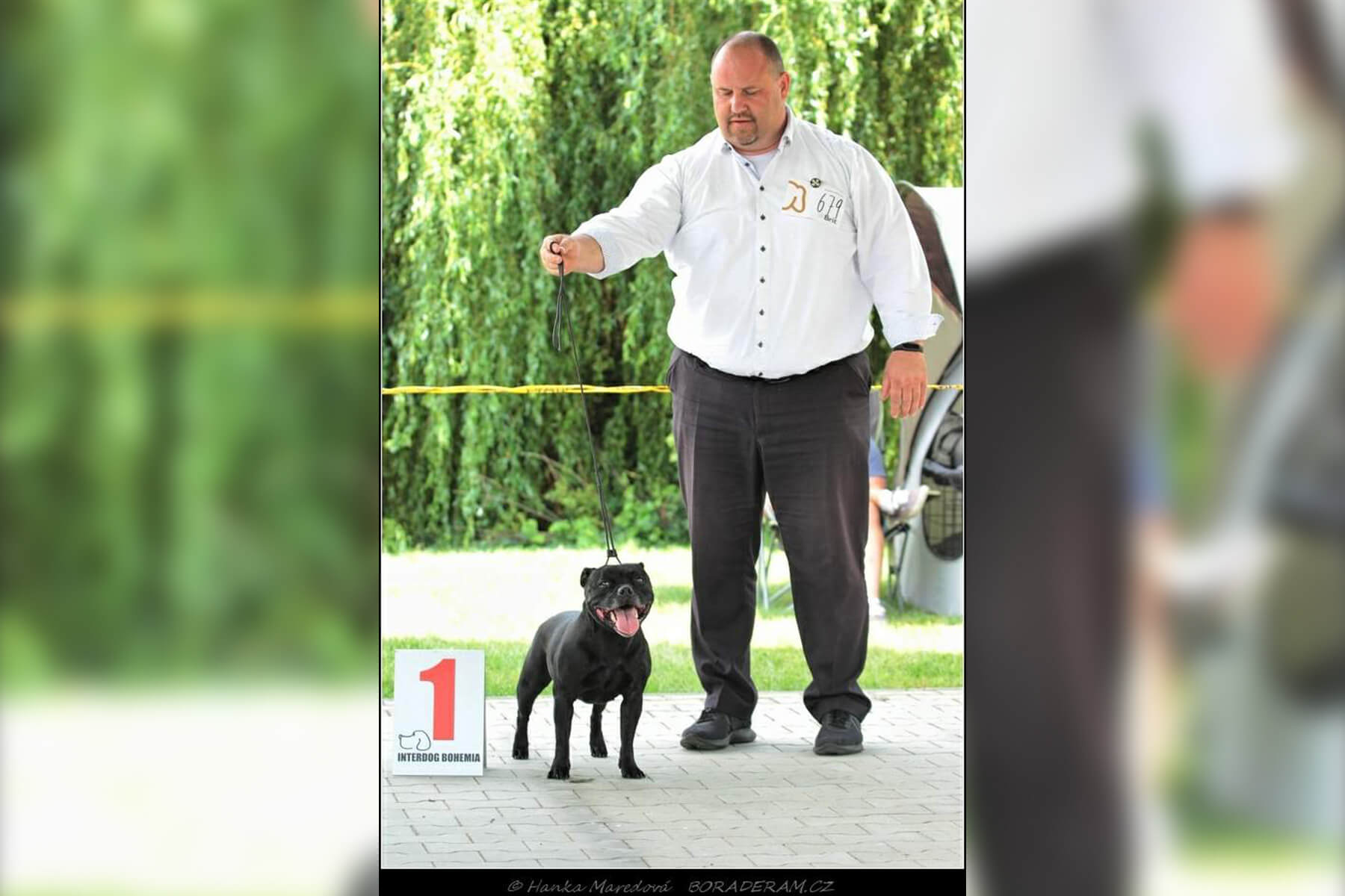 Shrnutí výstavní sezóny Domidar Dogs 2020