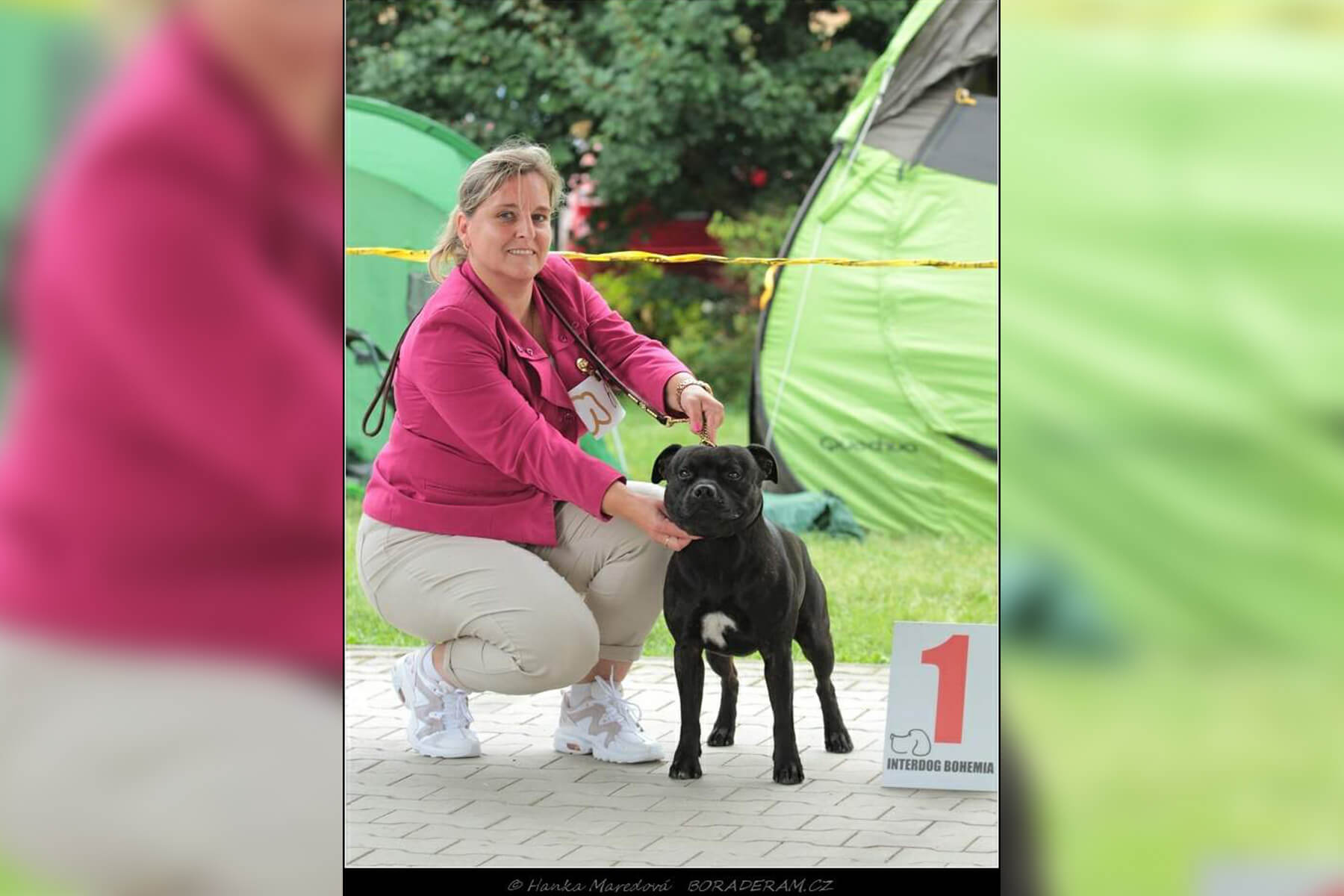 Shrnutí výstavní sezóny Domidar Dogs 2020