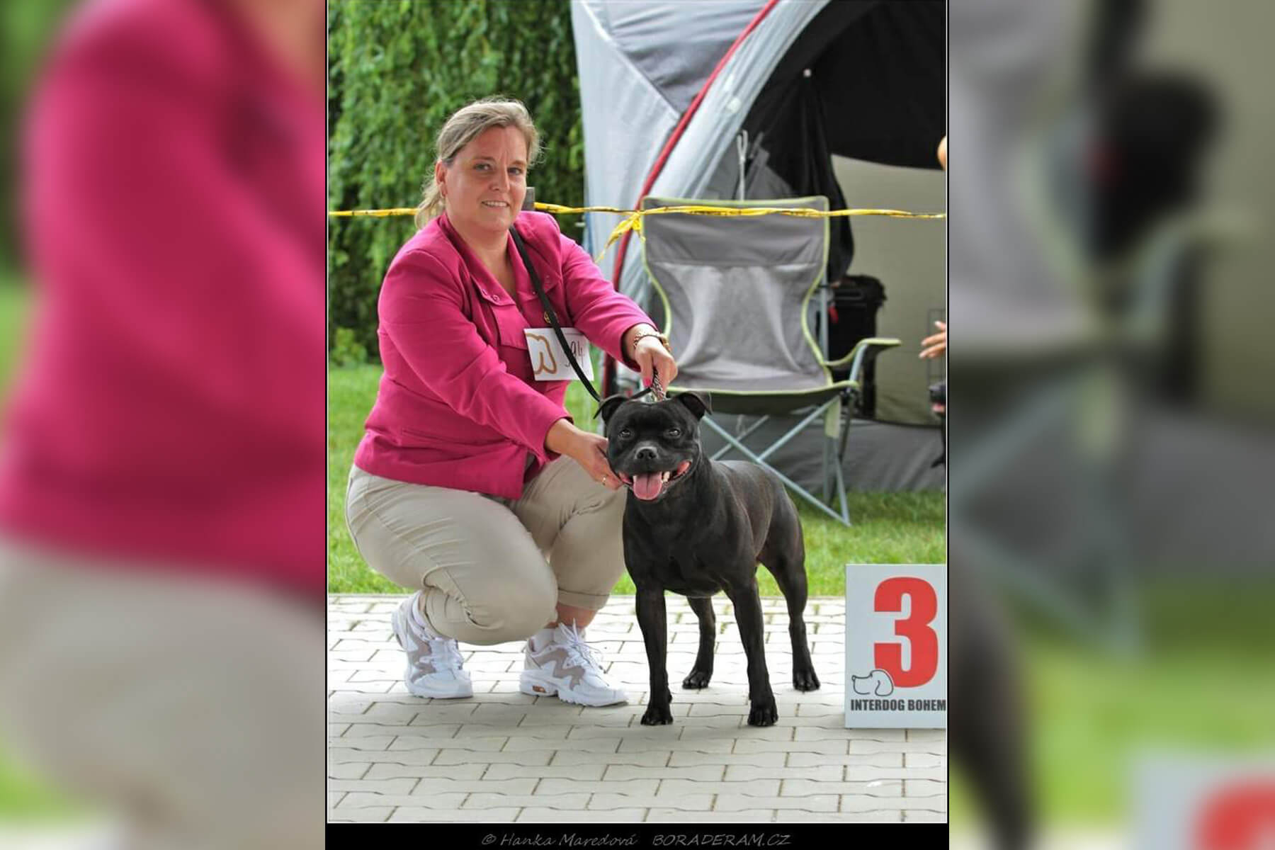 Shrnutí výstavní sezóny Domidar Dogs 2020