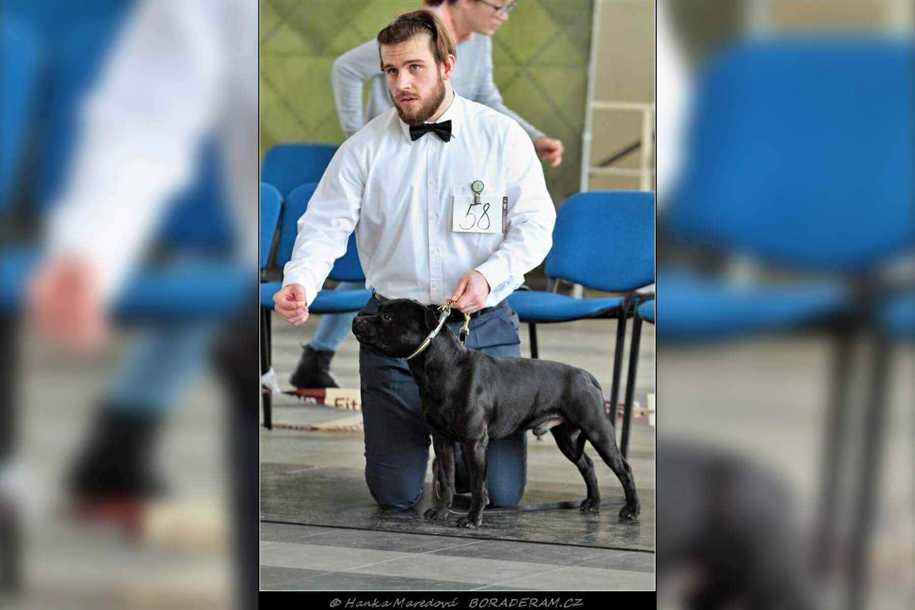 Shrnutí výstavní sezóny Domidar Dogs 2020