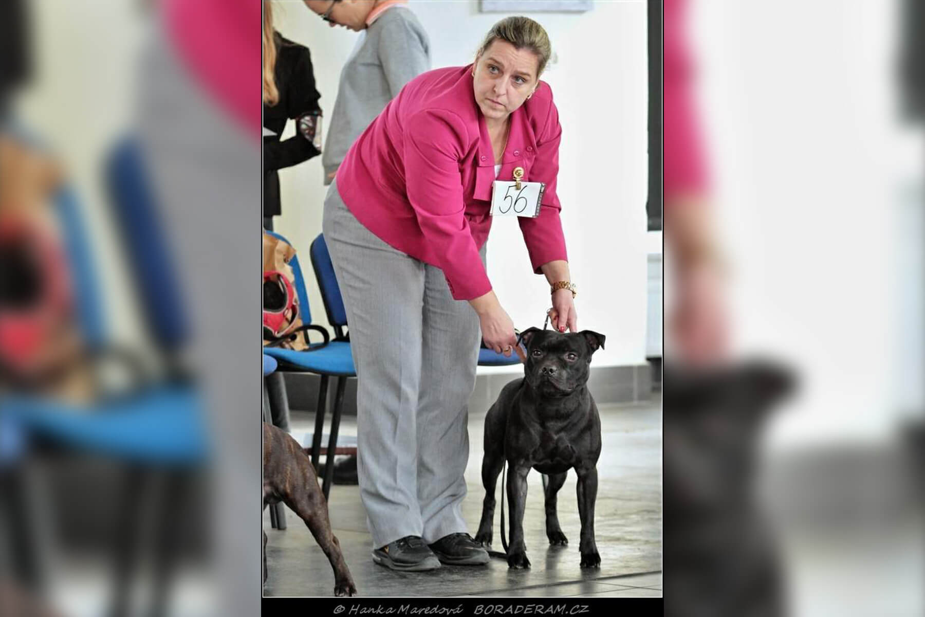 Shrnutí výstavní sezóny Domidar Dogs 2020