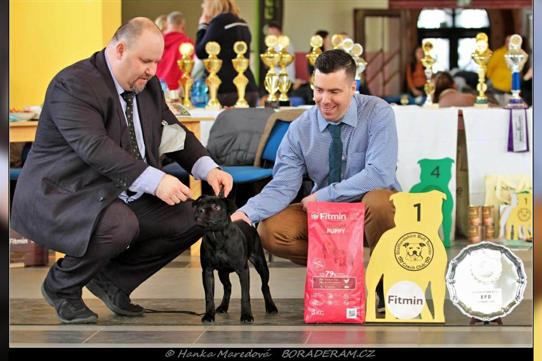 Shrnutí výstavní sezóny Domidar Dogs 2020