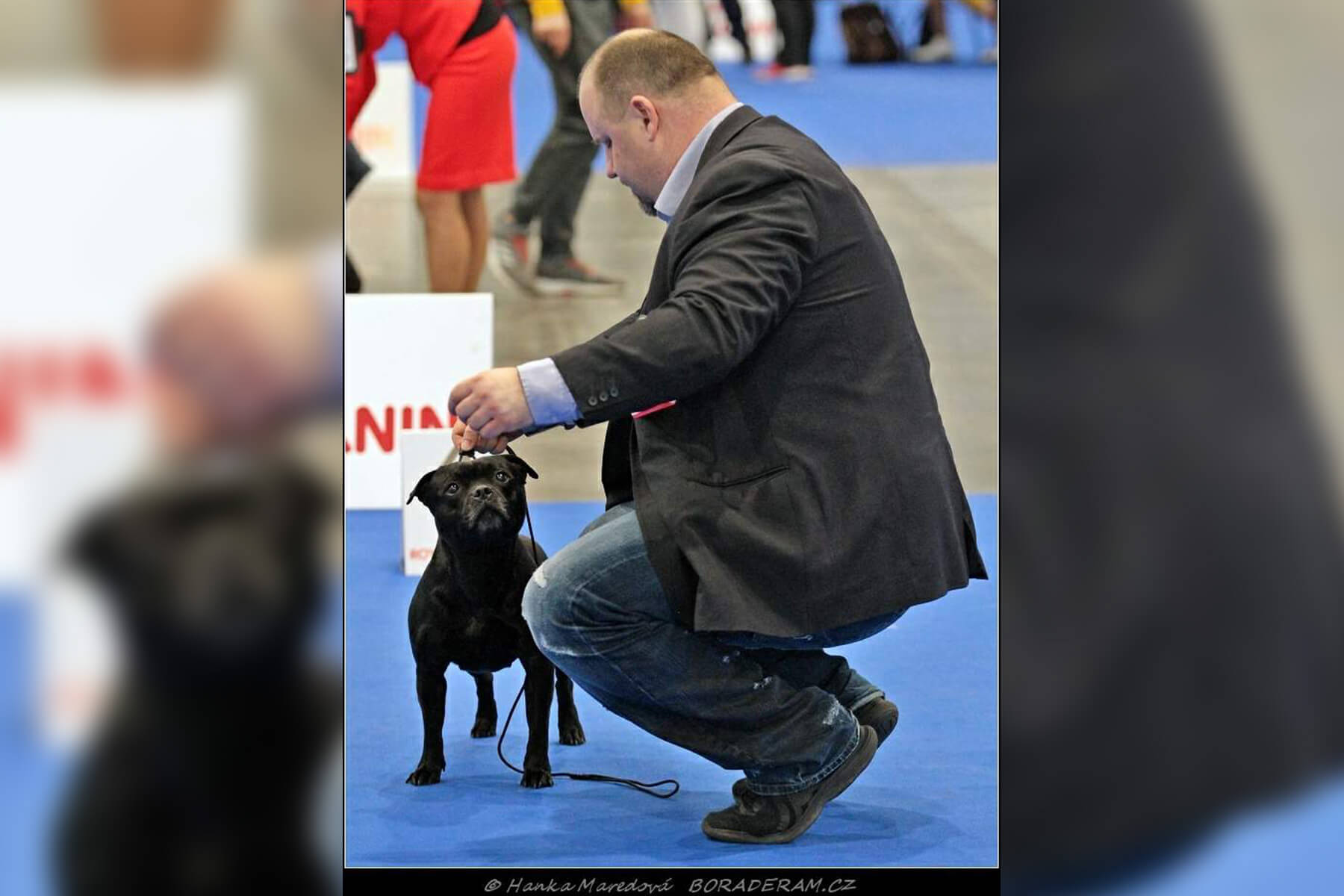 Shrnutí výstavní sezóny Domidar Dogs 2020