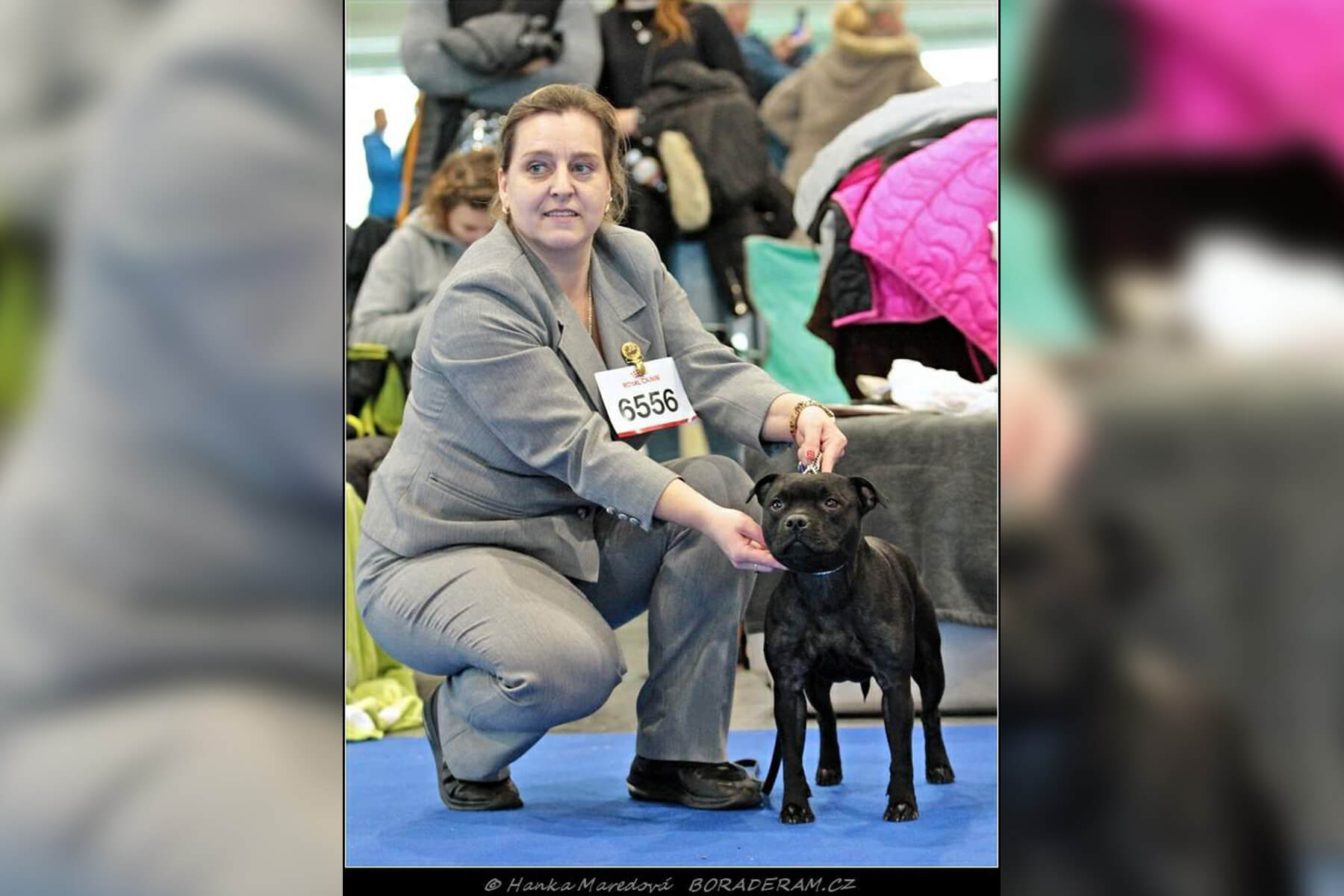 Shrnutí výstavní sezóny Domidar Dogs 2020