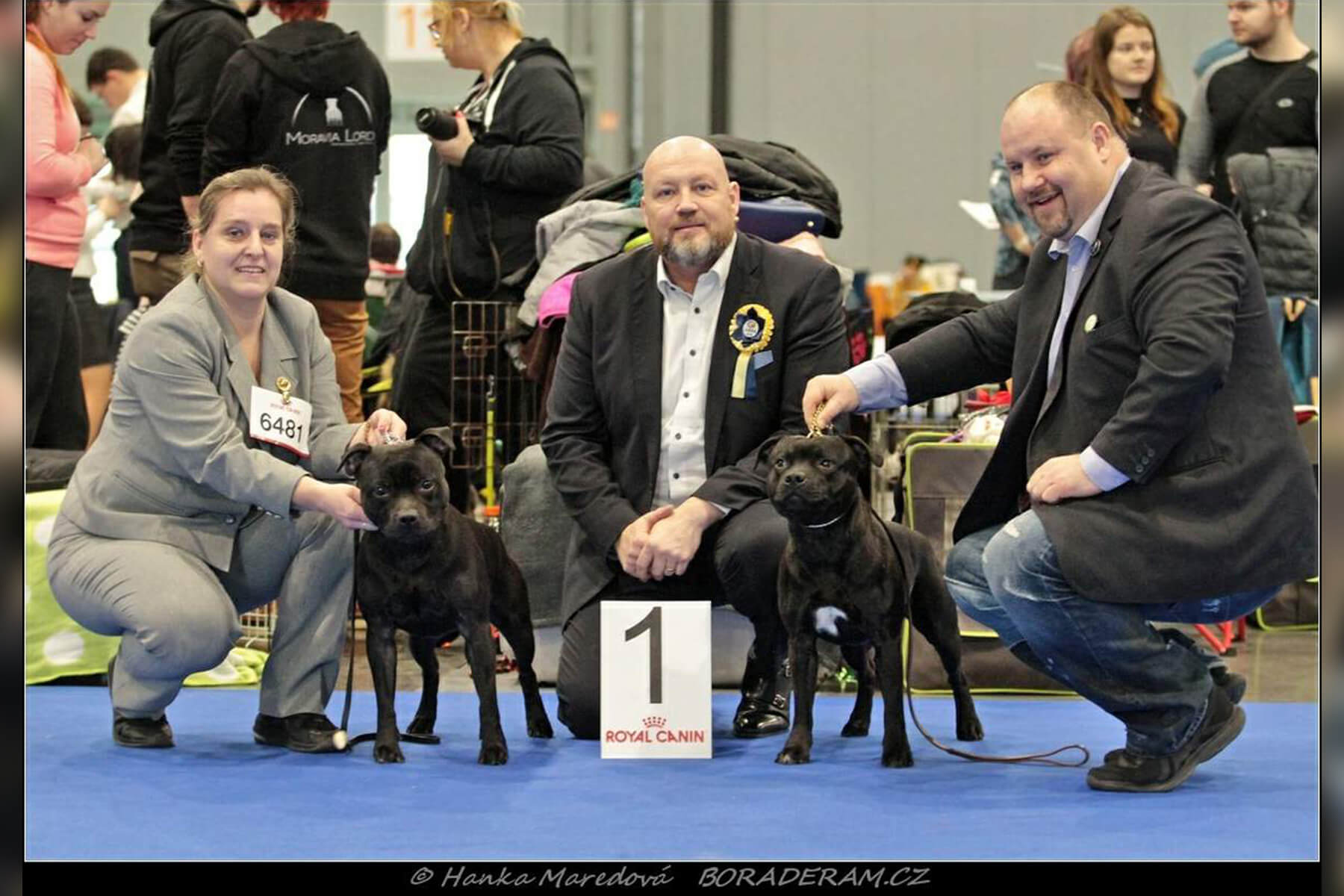 Shrnutí výstavní sezóny Domidar Dogs 2020