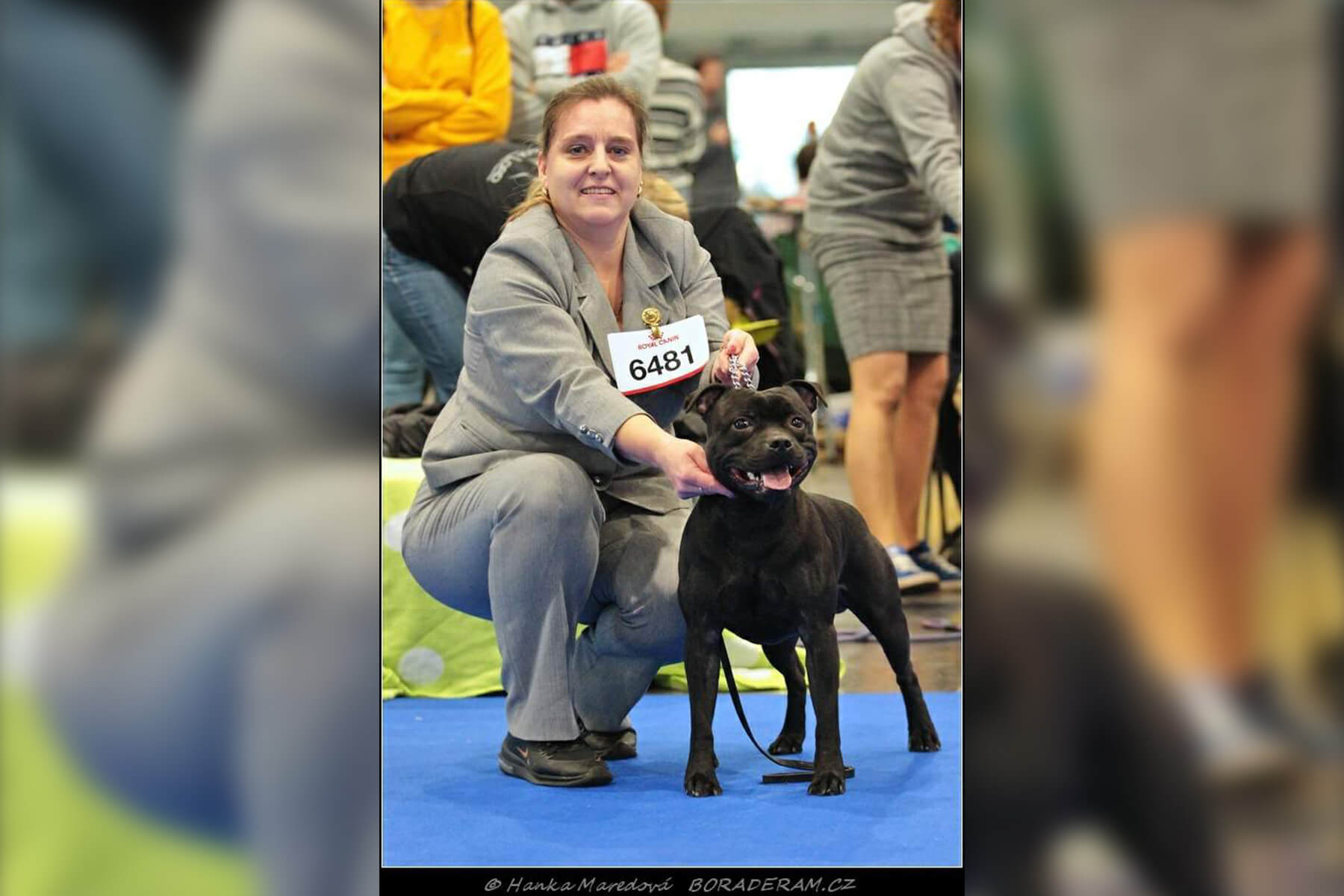 Shrnutí výstavní sezóny Domidar Dogs 2020