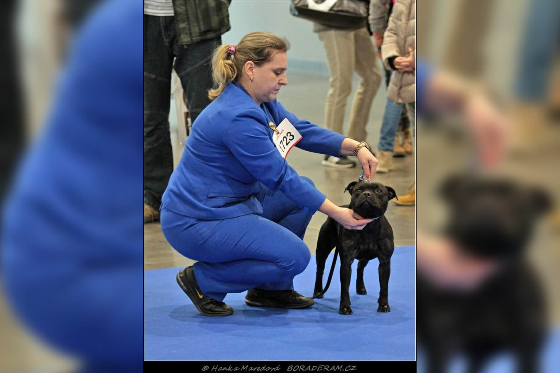 Shrnutí výstavní sezóny Domidar Dogs 2020