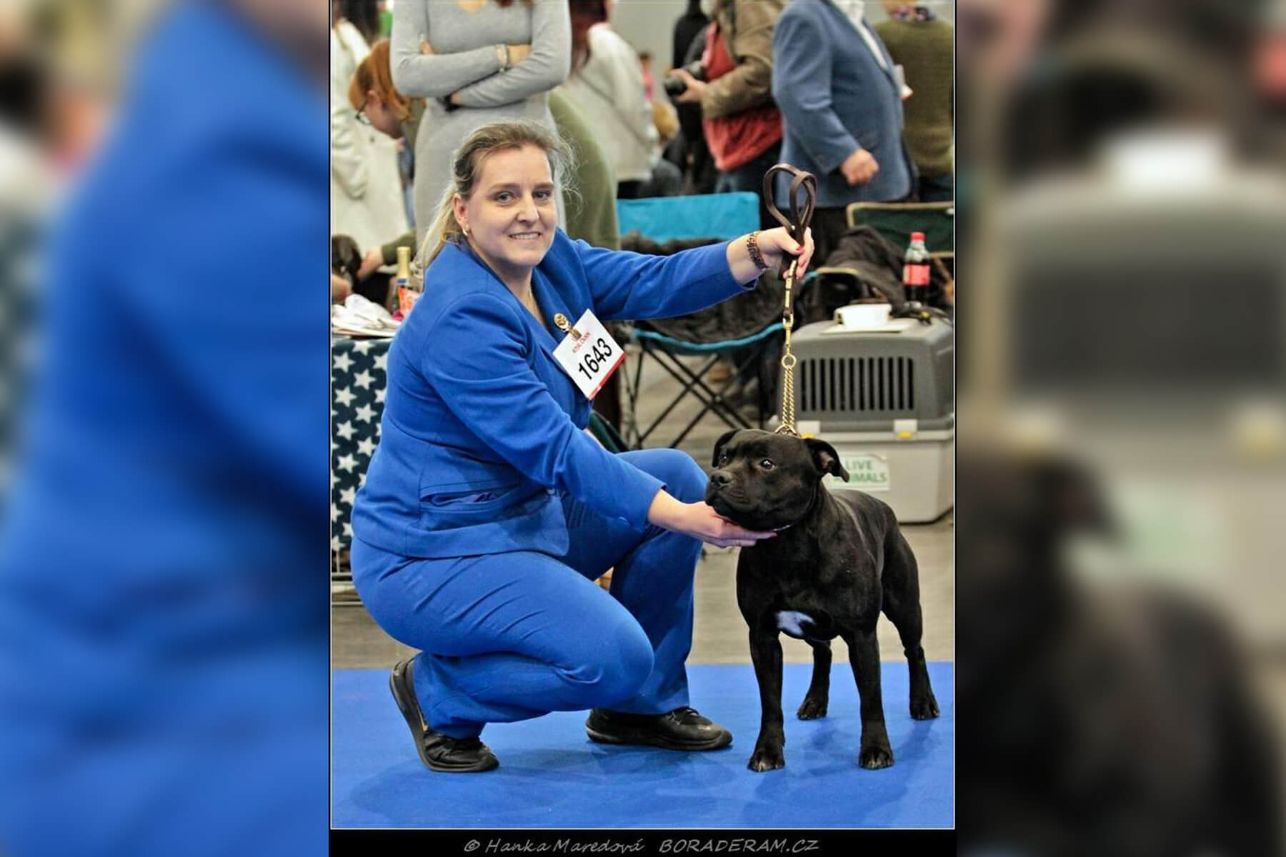 Shrnutí výstavní sezóny Domidar Dogs 2020