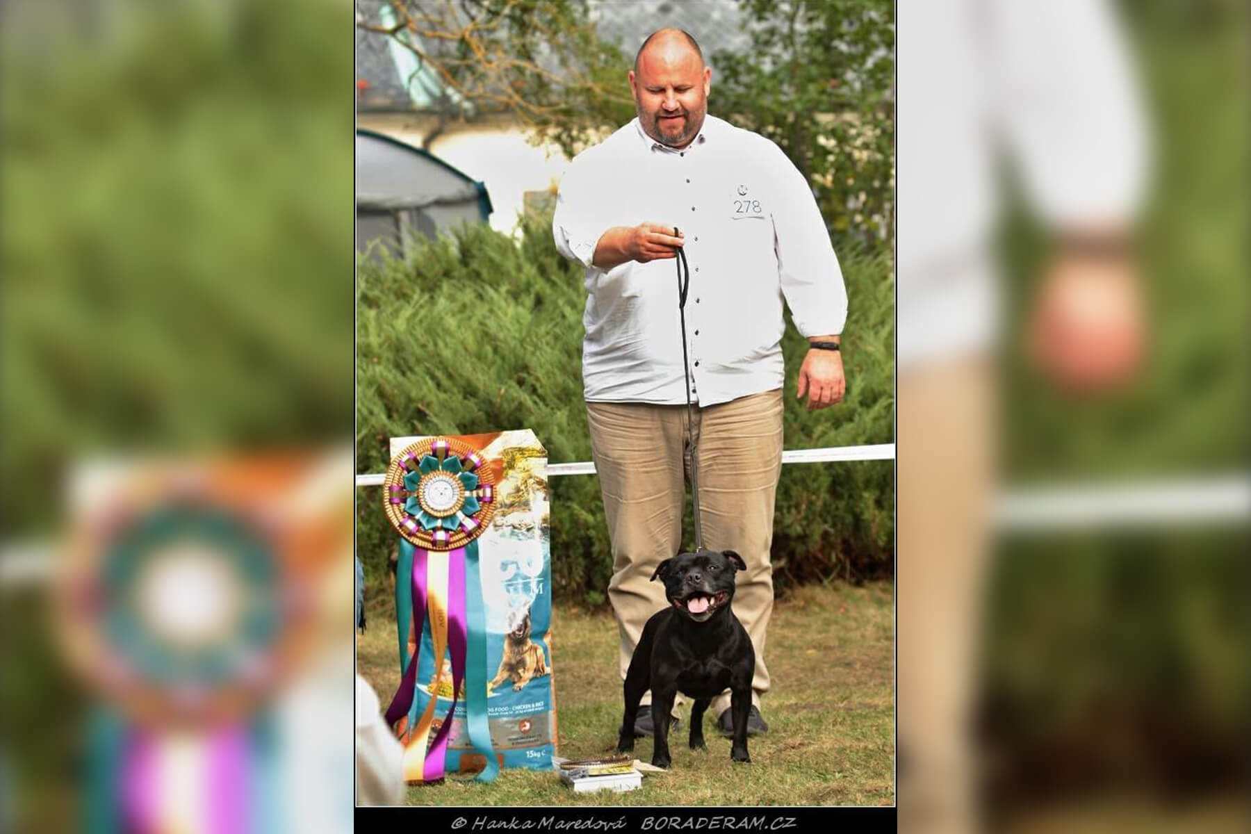 Shrnutí výstavní sezóny Domidar Dogs 2020