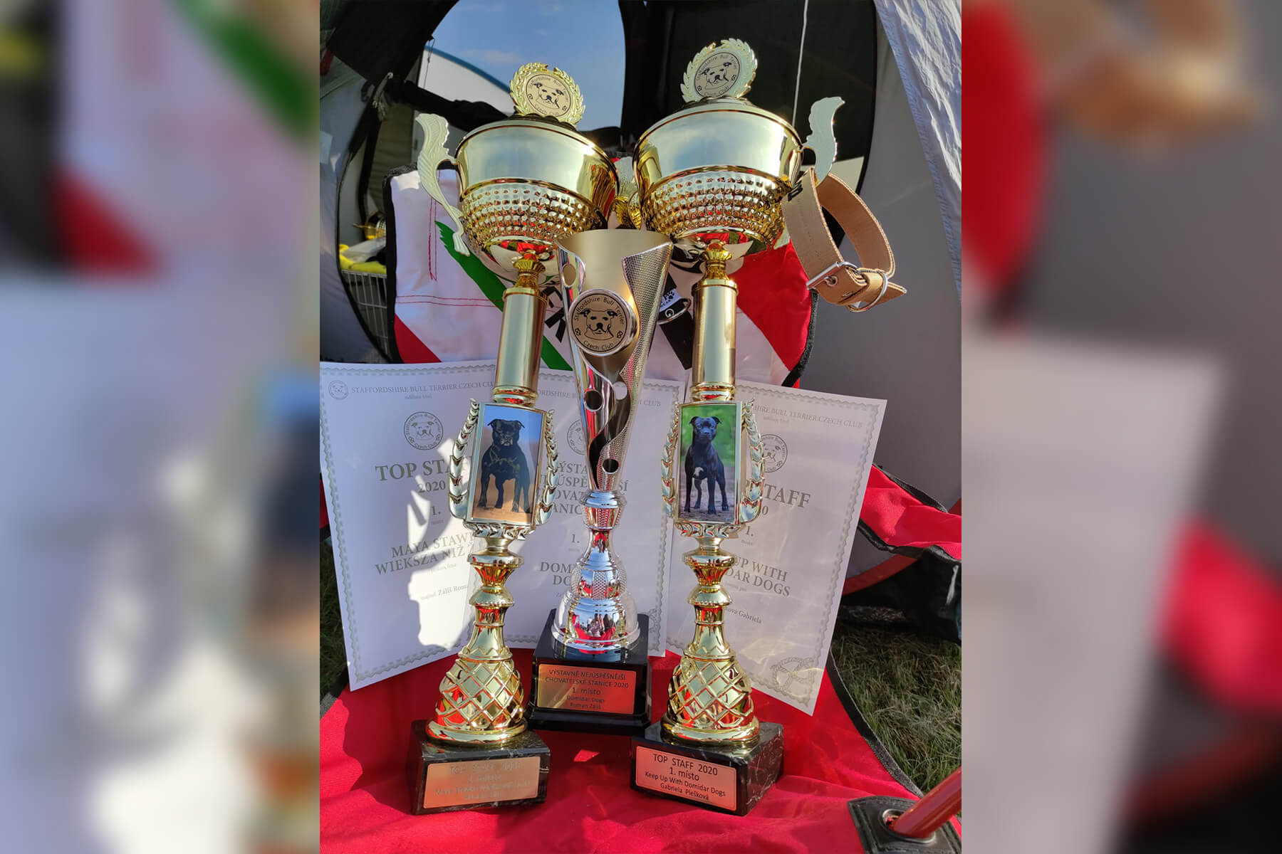 Shrnutí výstavní sezóny Domidar Dogs 2020