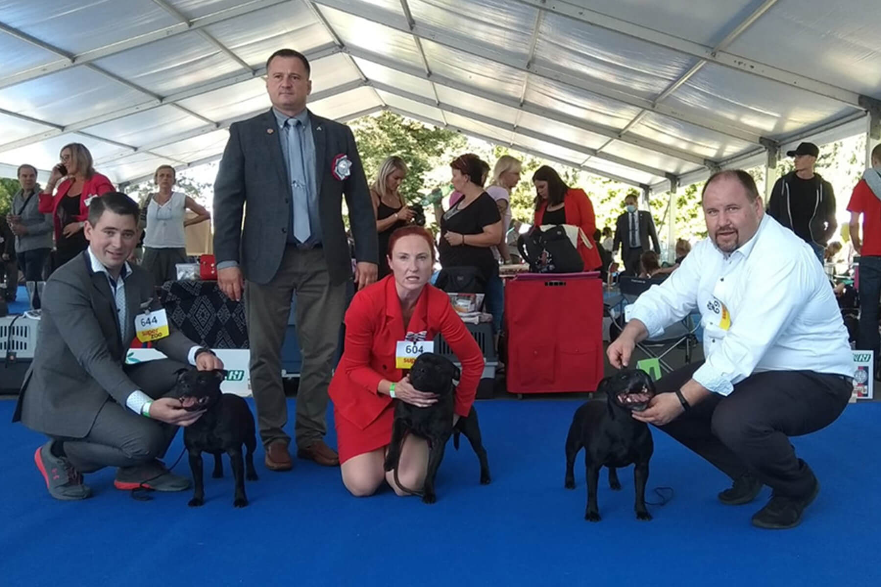 Shrnutí výstavní sezóny Domidar Dogs 2020