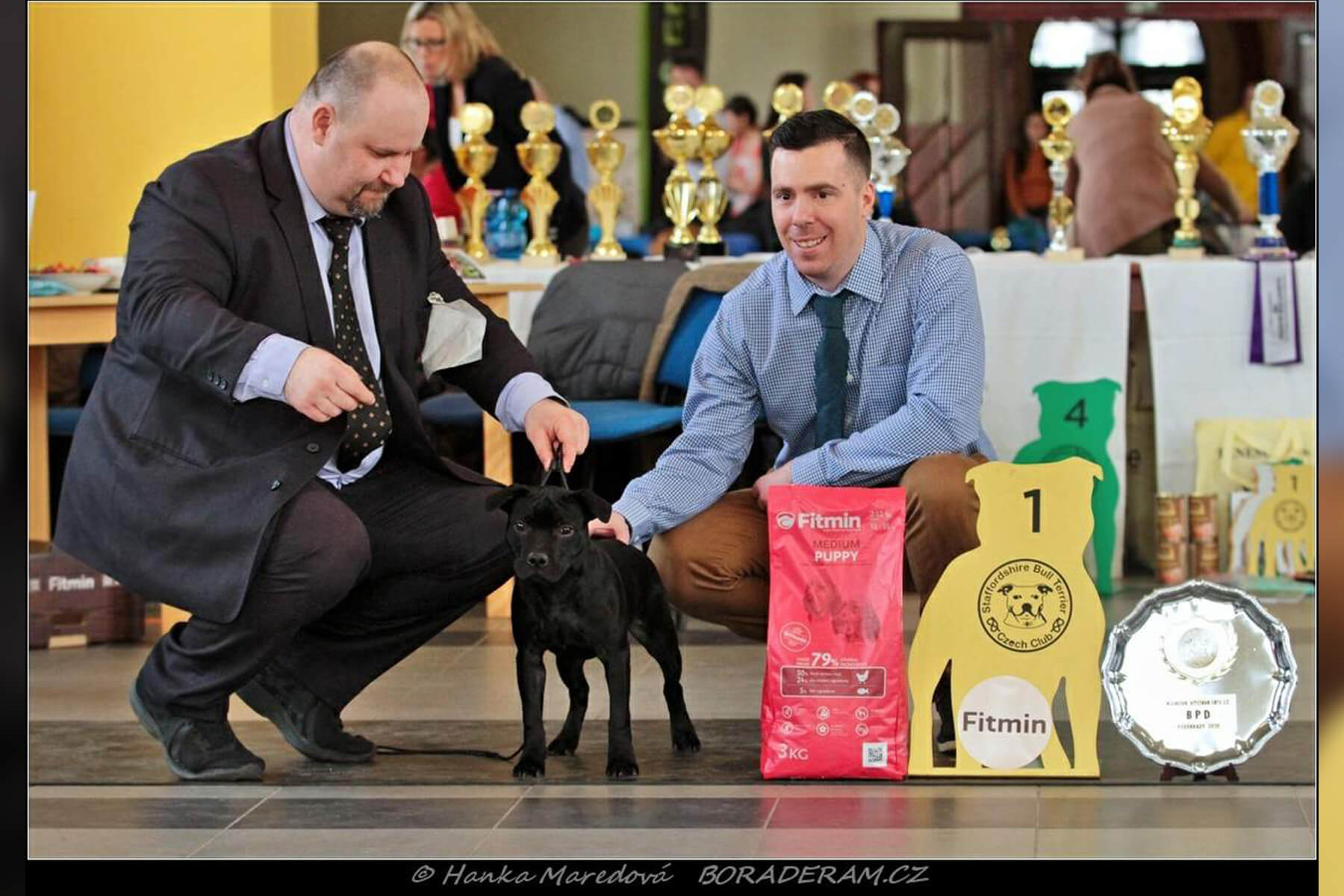 Shrnutí výstavní sezóny Domidar Dogs 2020