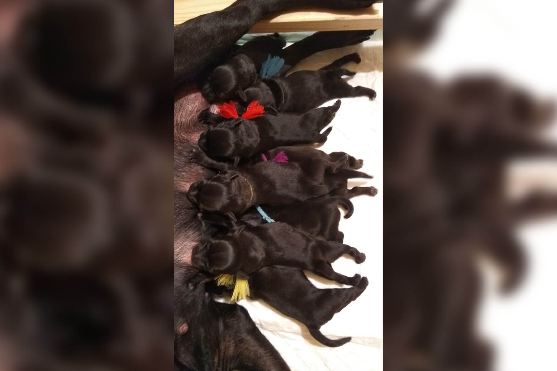 Shrnutí výstavní sezóny Domidar Dogs 2020