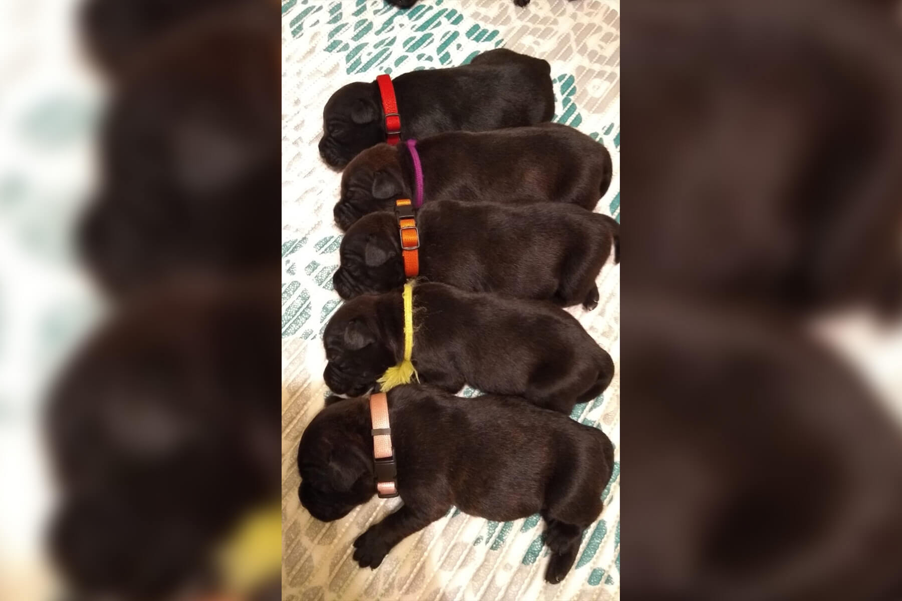 Shrnutí výstavní sezóny Domidar Dogs 2020