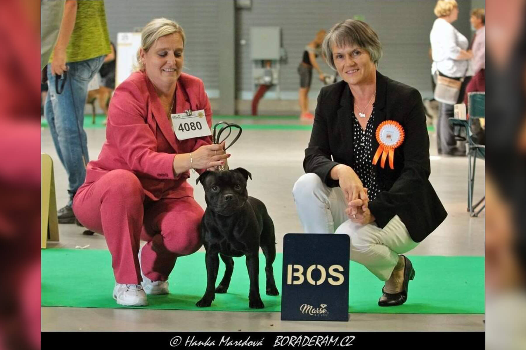 2022 Summary - DOMIDAR DOGS Kennel