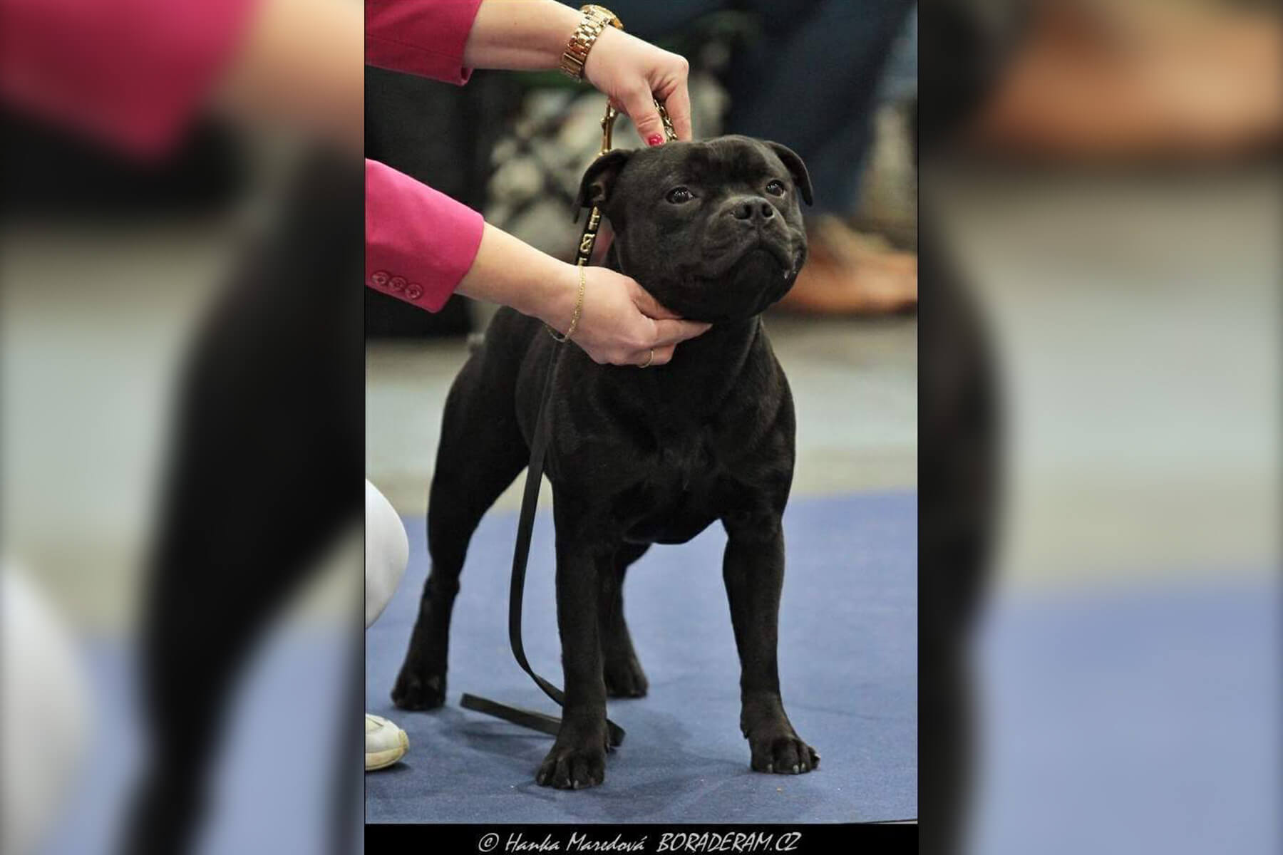 2022 Summary - DOMIDAR DOGS Kennel