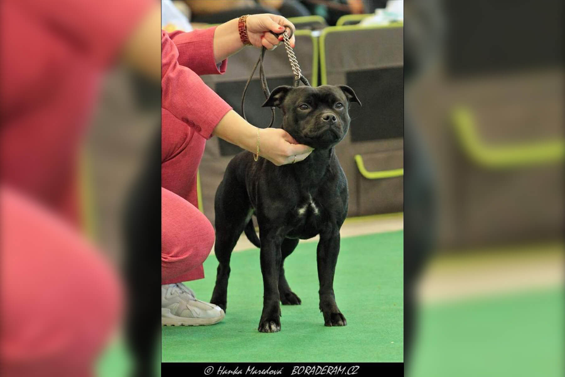 2022 Summary - DOMIDAR DOGS Kennel