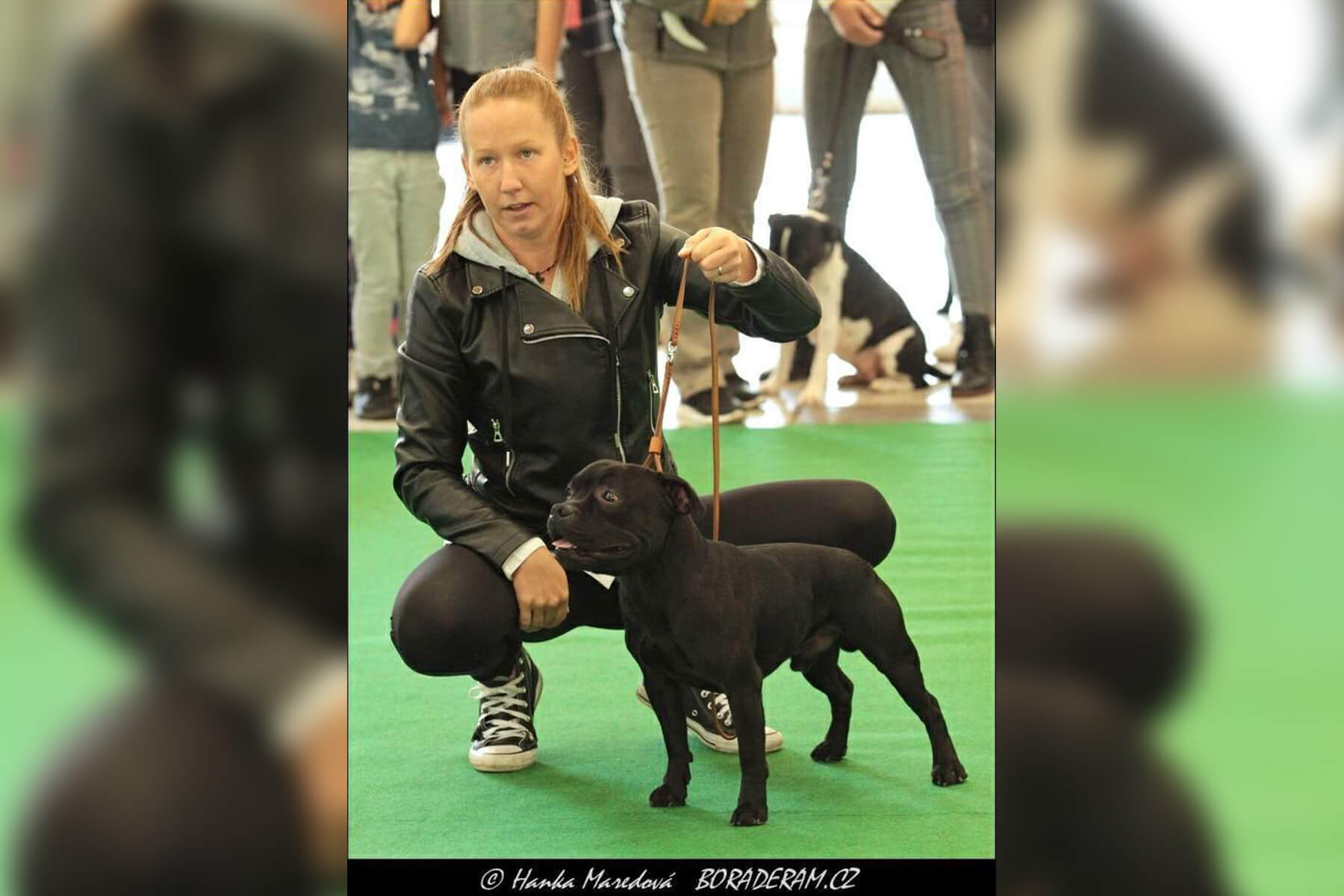 2022 Summary - DOMIDAR DOGS Kennel