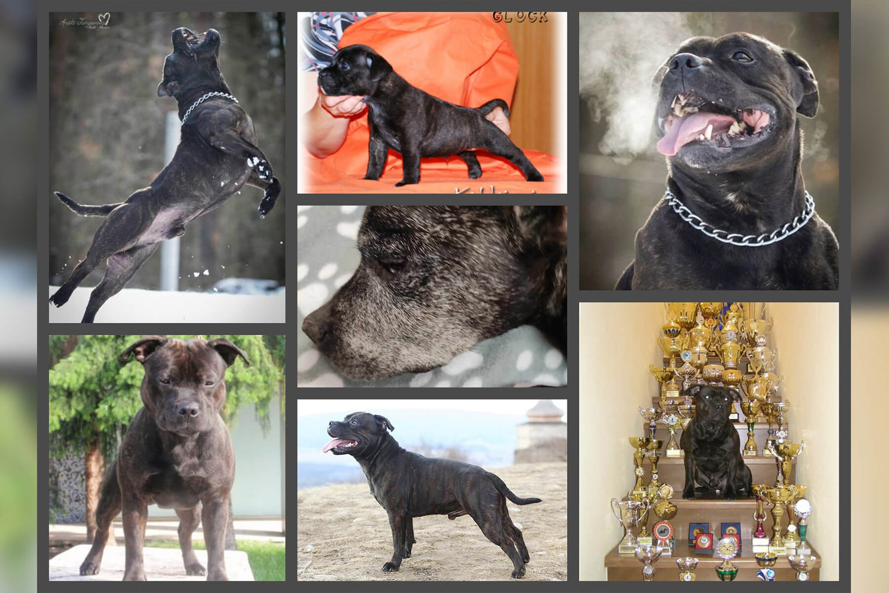 2023 Summary - DOMIDAR DOGS Kennel