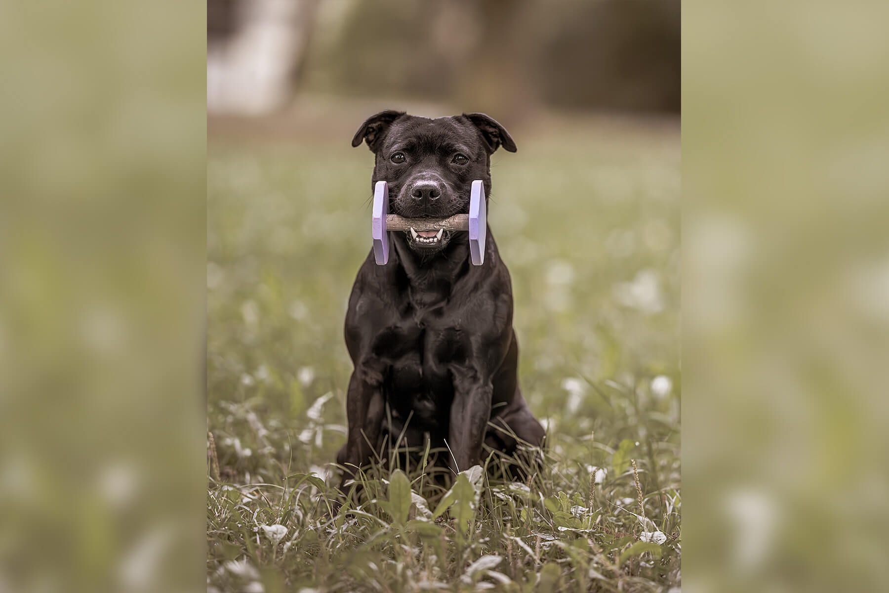 2023 Summary - DOMIDAR DOGS Kennel