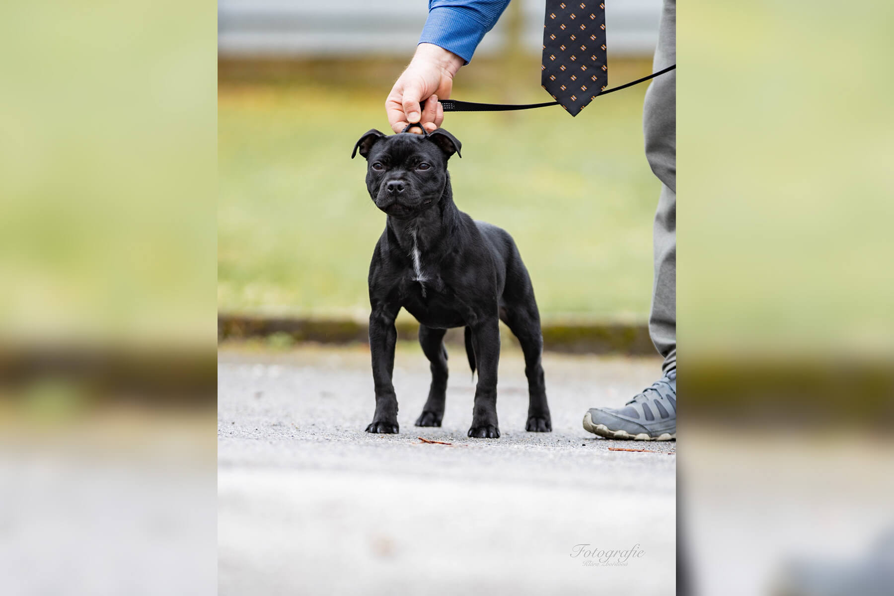 2023 Summary - DOMIDAR DOGS Kennel