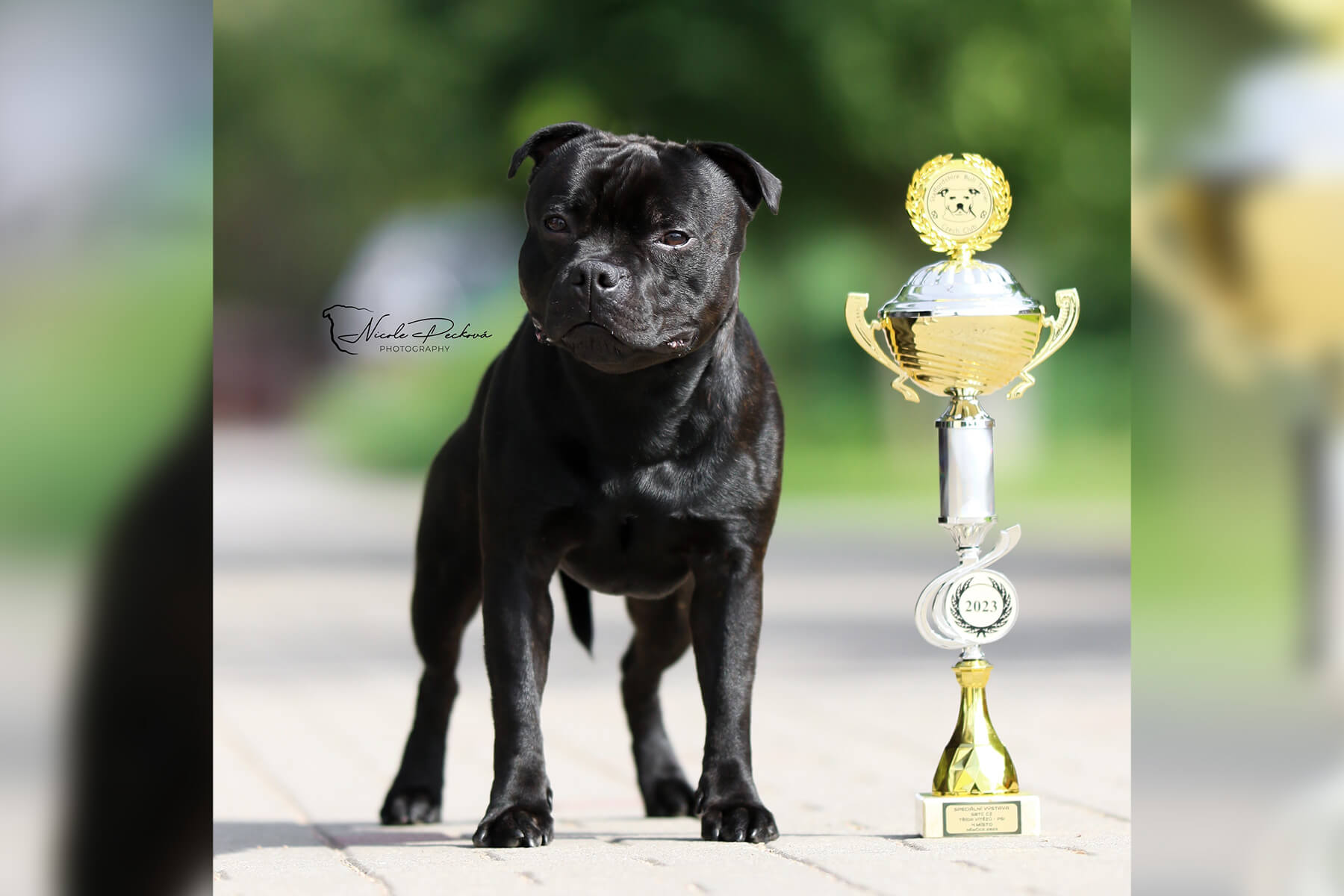 2023 Summary - DOMIDAR DOGS Kennel