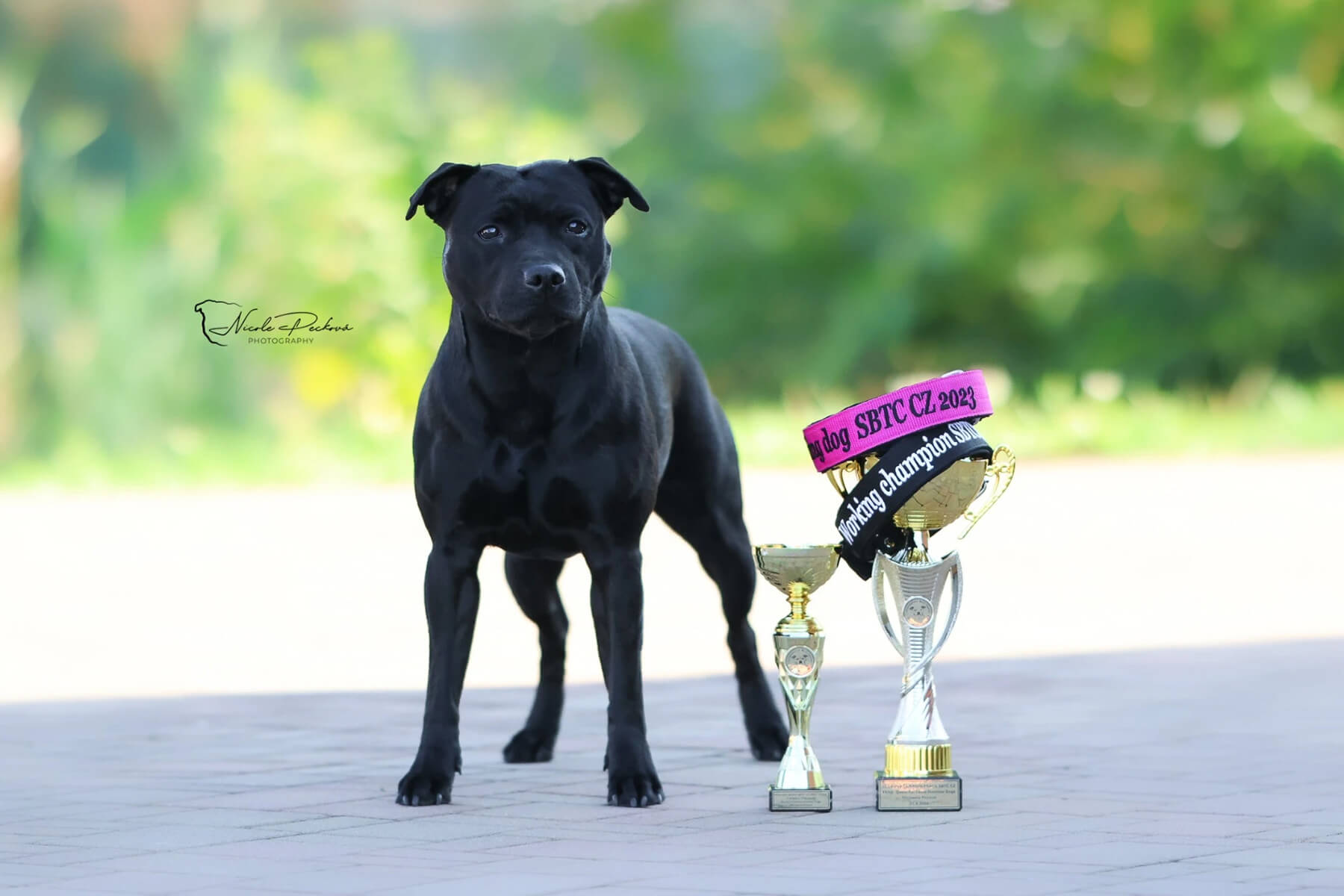 2023 Summary - DOMIDAR DOGS Kennel