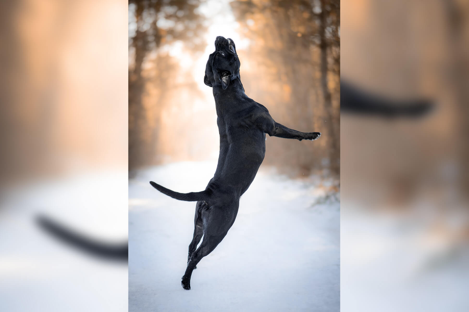 2023 Summary - DOMIDAR DOGS Kennel