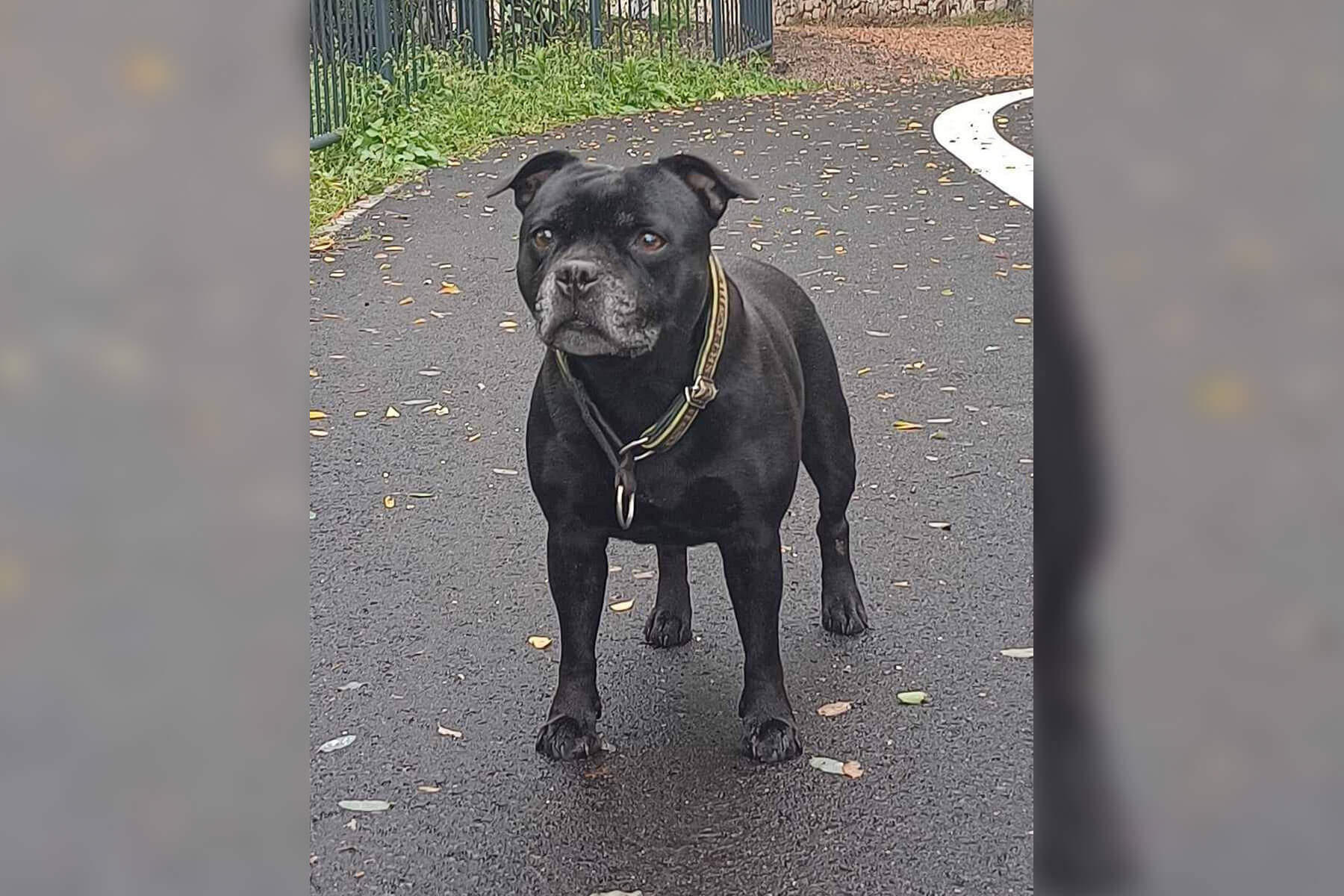 2024 Summary - DOMIDAR DOGS Kennel