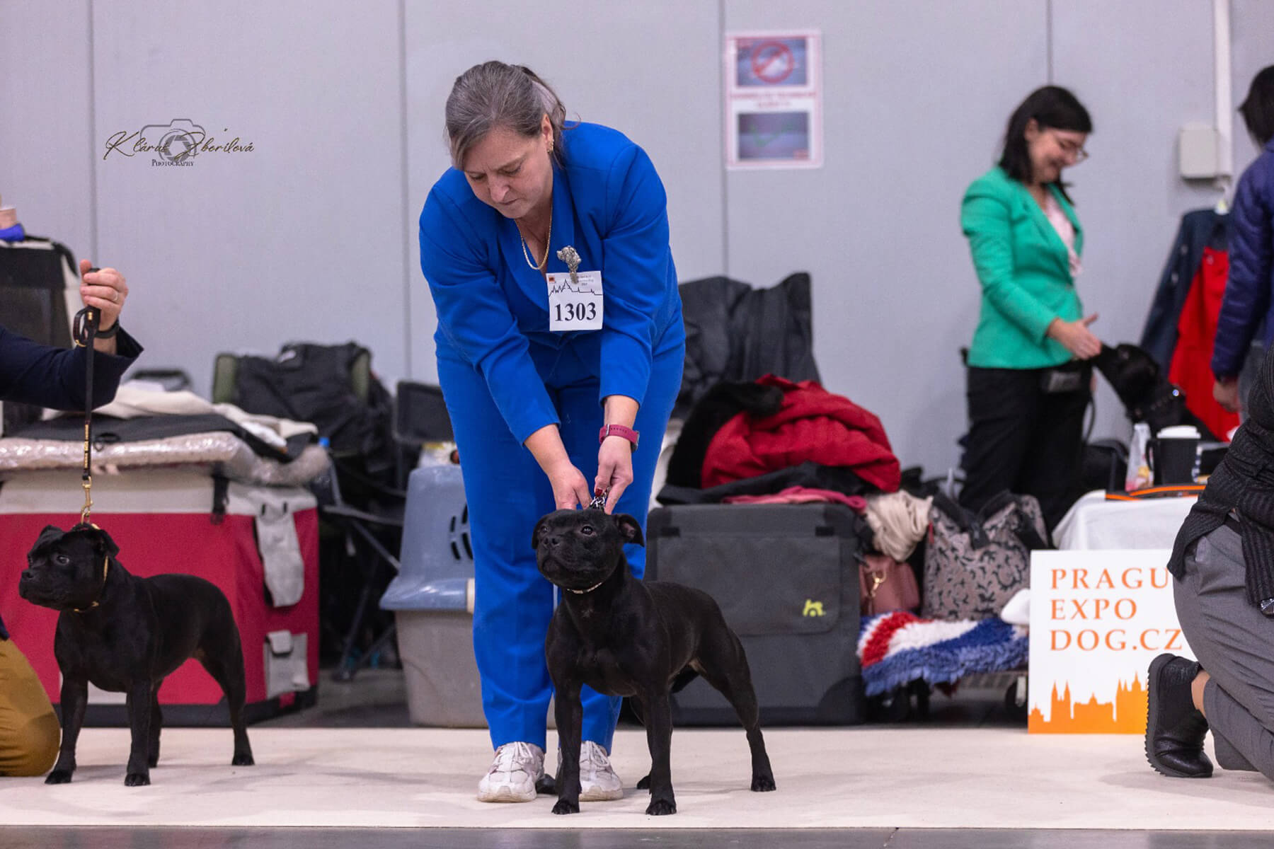 2024 Summary - DOMIDAR DOGS Kennel