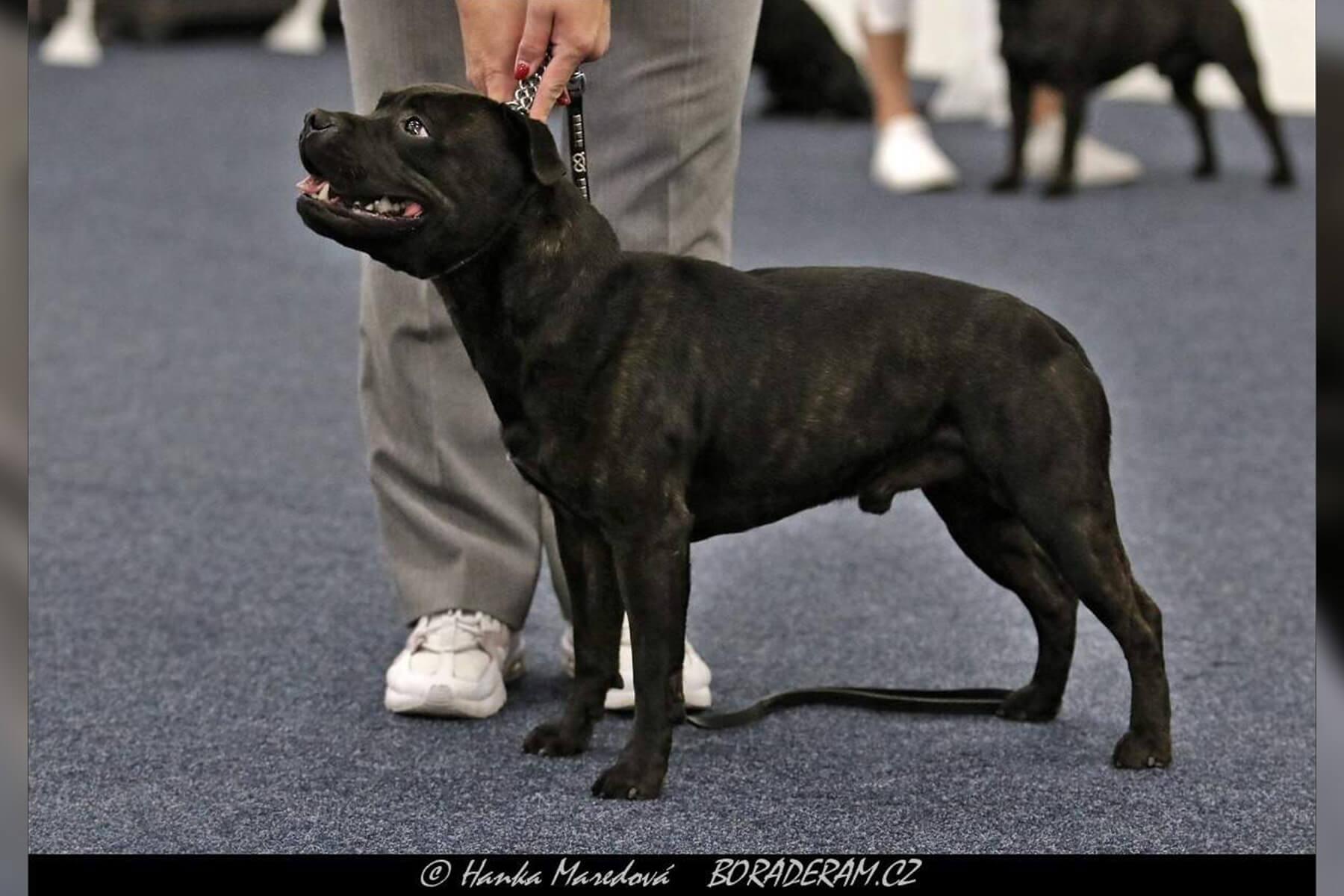 2024 Summary - DOMIDAR DOGS Kennel