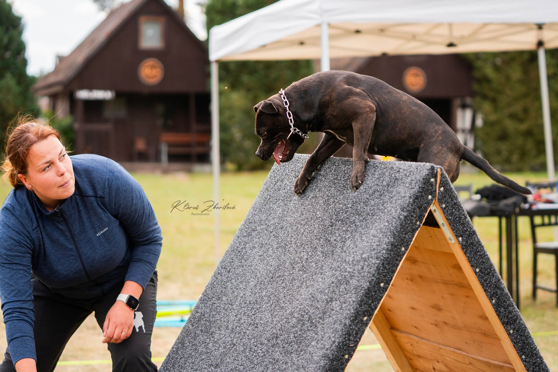 2025 Summary - DOMIDAR DOGS Kennel