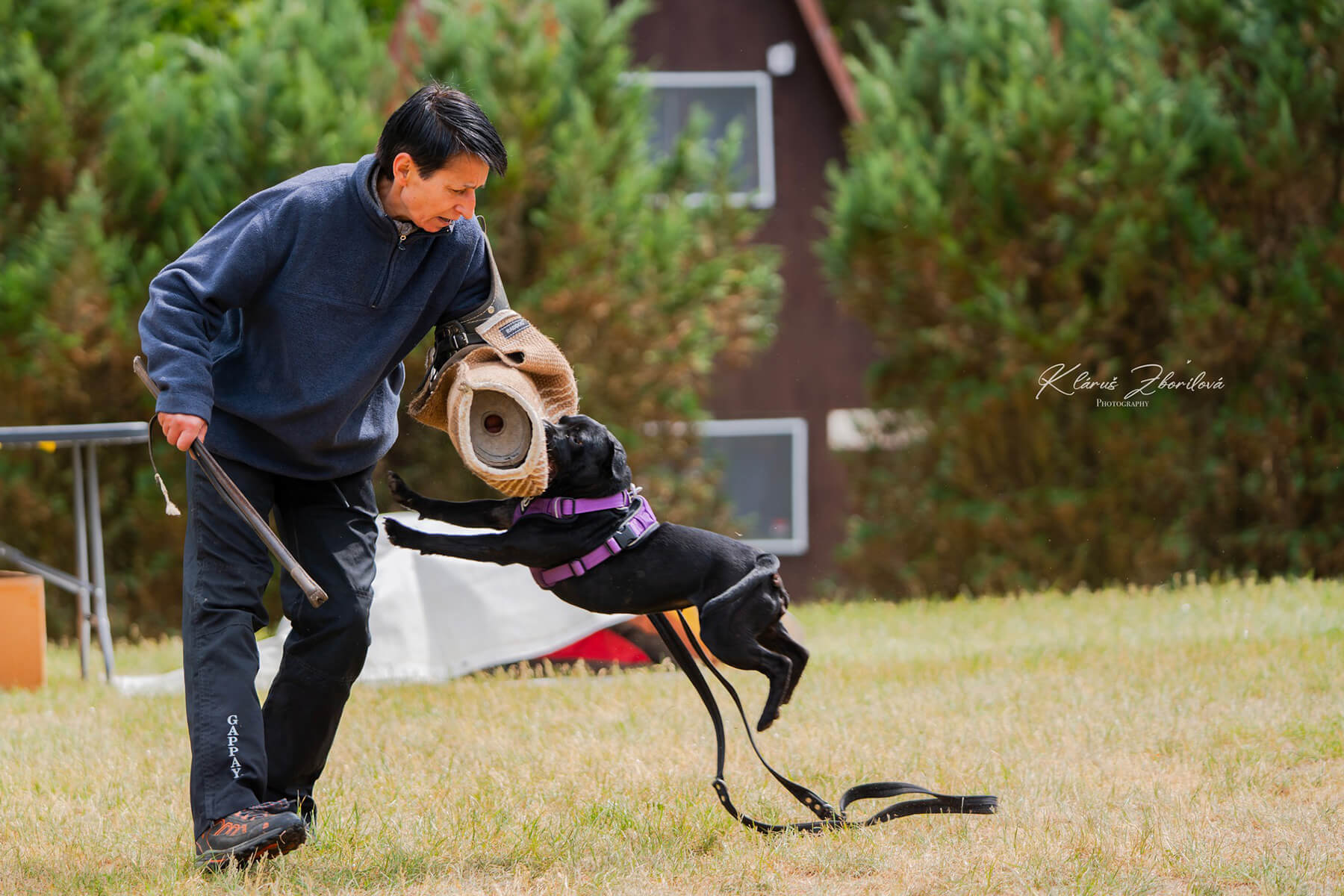 2025 Summary - DOMIDAR DOGS Kennel