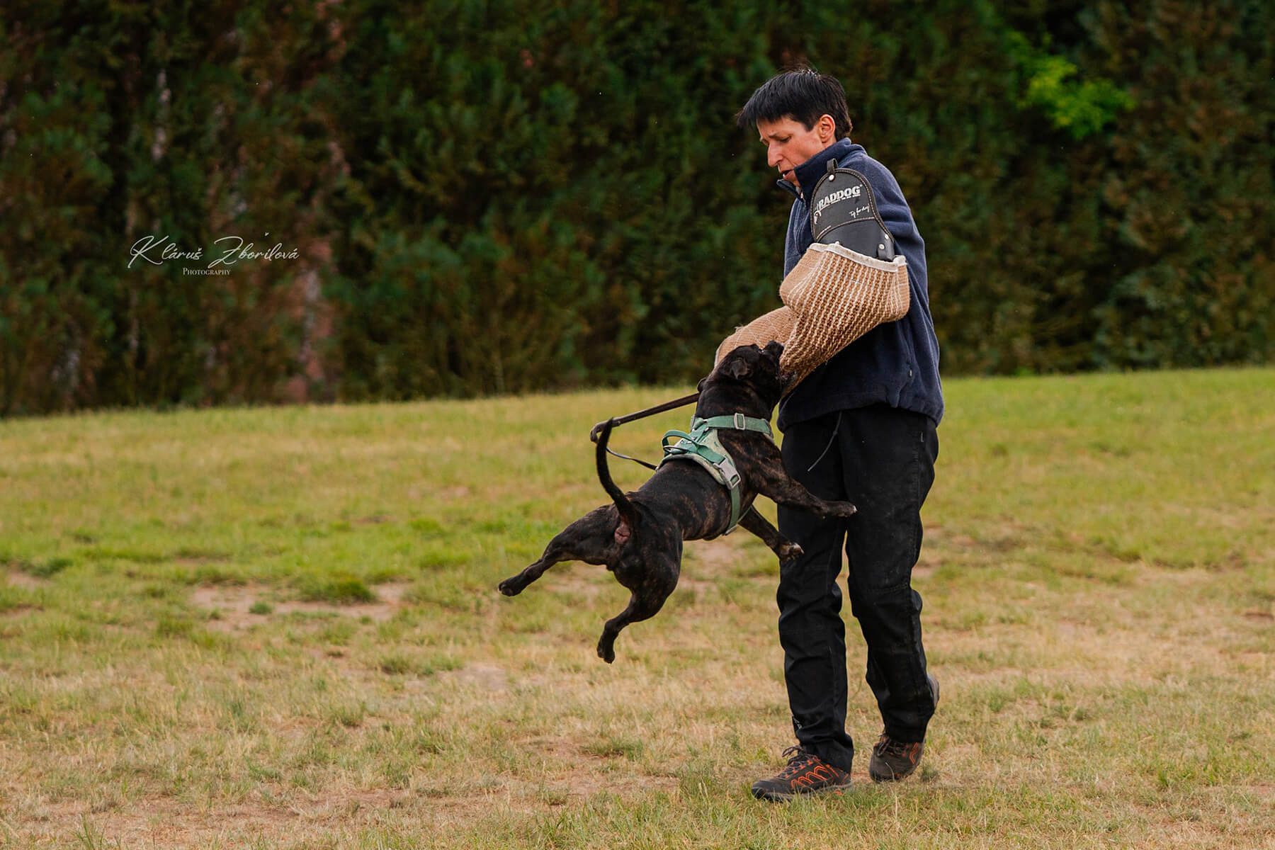 2025 Summary - DOMIDAR DOGS Kennel