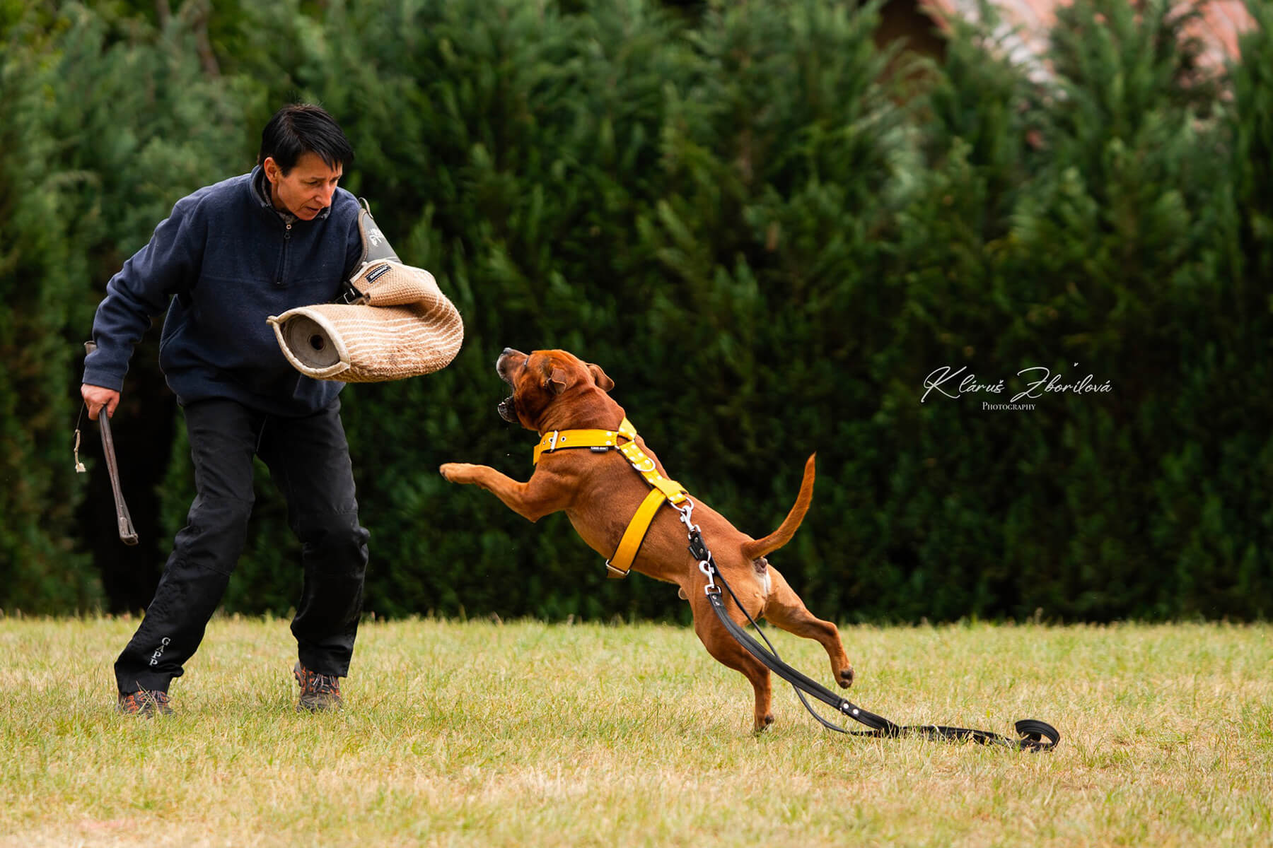 2025 Summary - DOMIDAR DOGS Kennel