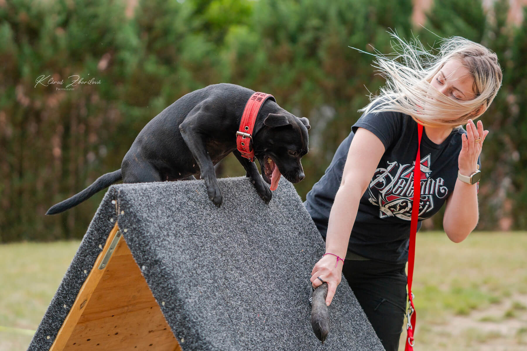 2025 Summary - DOMIDAR DOGS Kennel