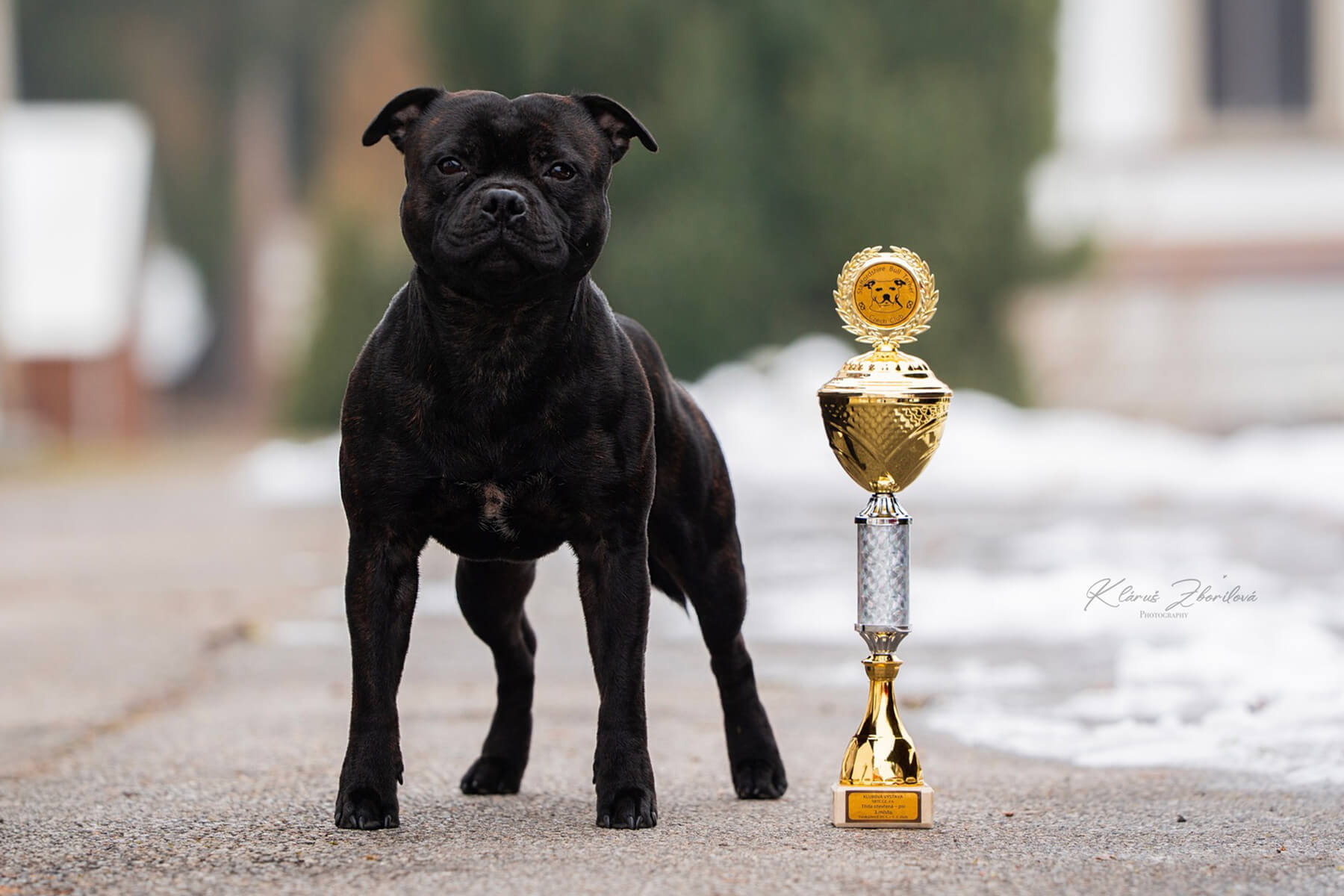 Club show SBTC CZ, Tvoršovice