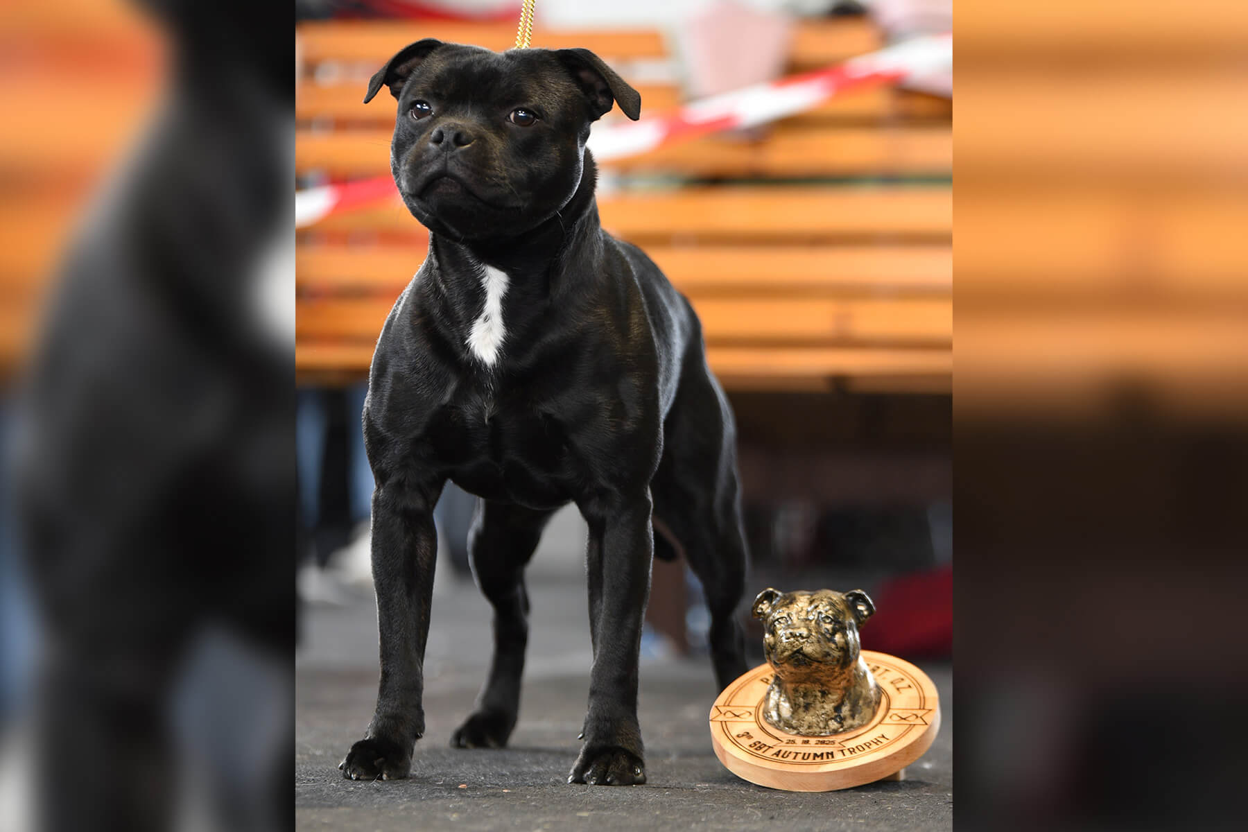3rd Staffordshire Bull Terrier Autumn Trophy, Slovakia