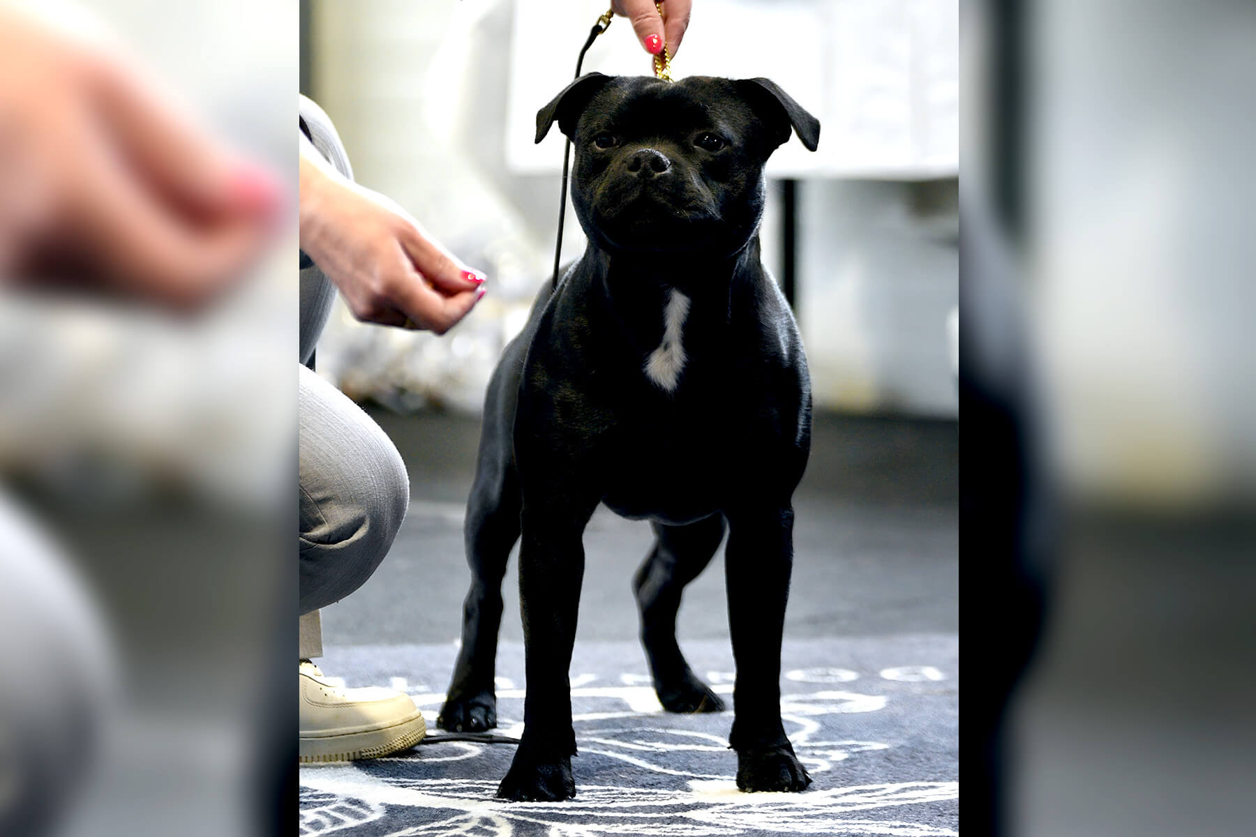 3rd Staffordshire Bull Terrier Autumn Trophy, Slovakia