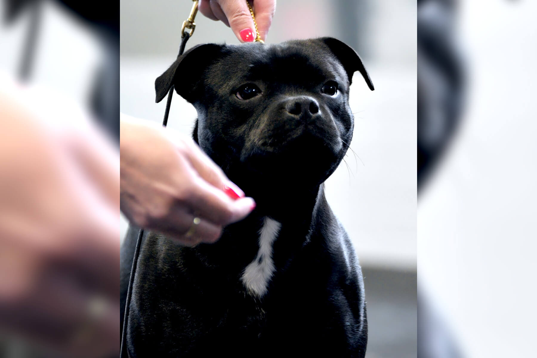 3rd Staffordshire Bull Terrier Autumn Trophy, Slovakia