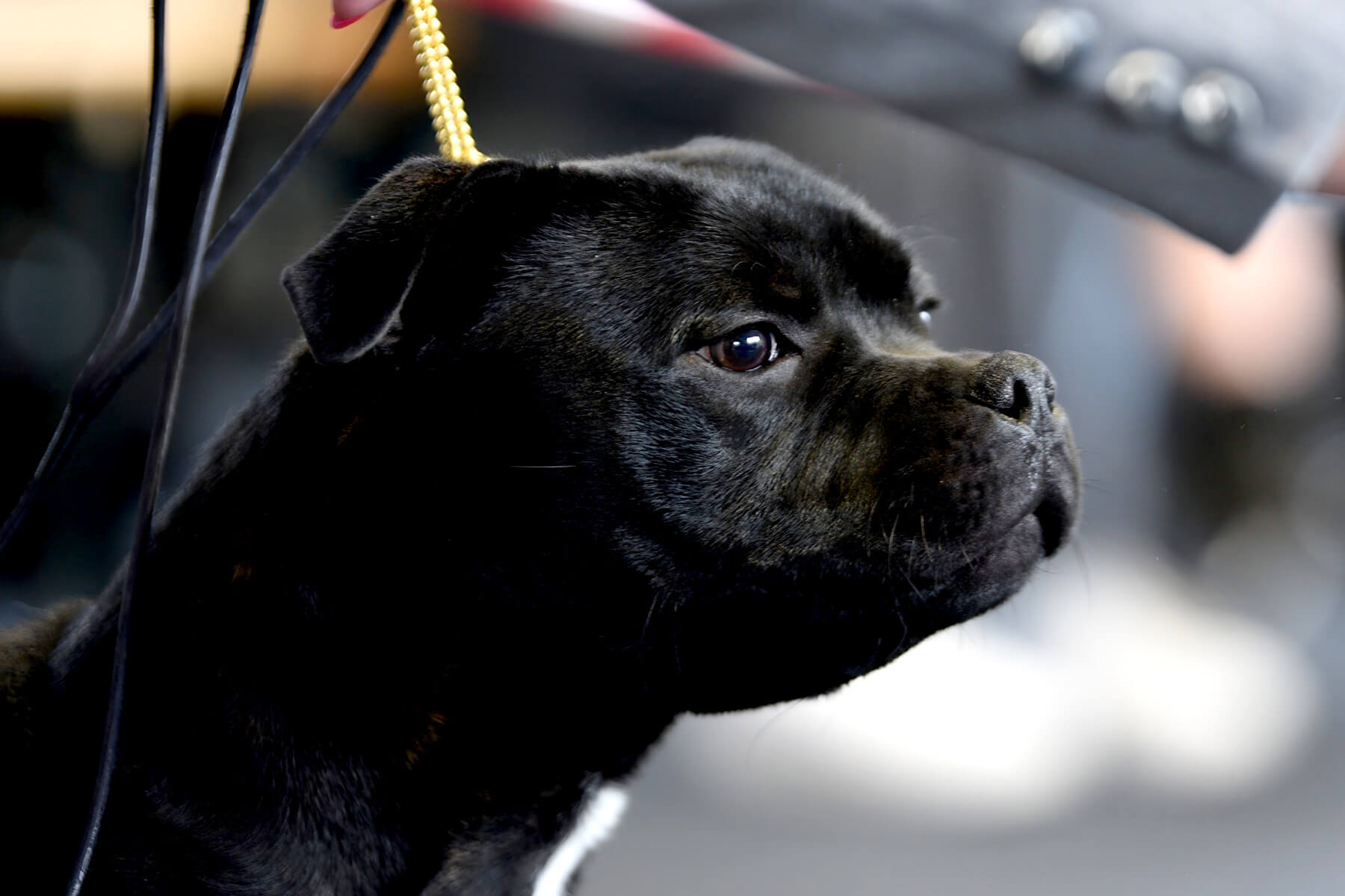 3rd Staffordshire Bull Terrier Autumn Trophy, Slovakia