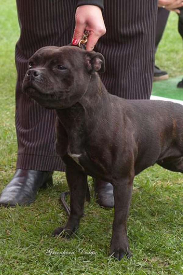 ATHENA Domidar Dogs