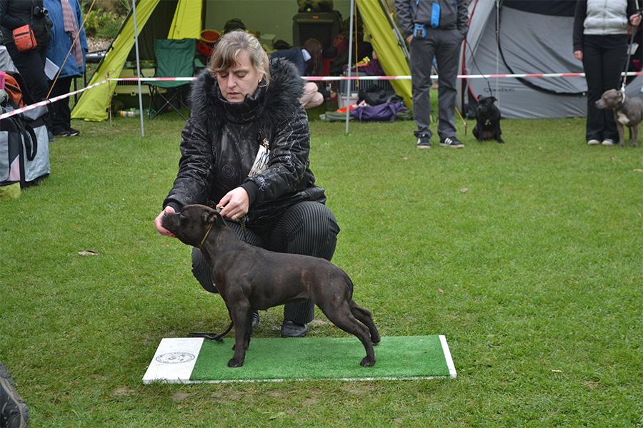 ATHENA Domidar Dogs