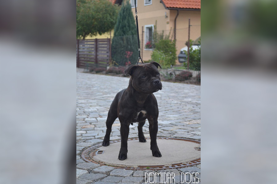 BERETTA DOMIDAR Z Hambalek Bušín