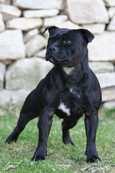 BLACK ROSE Dazmarnic